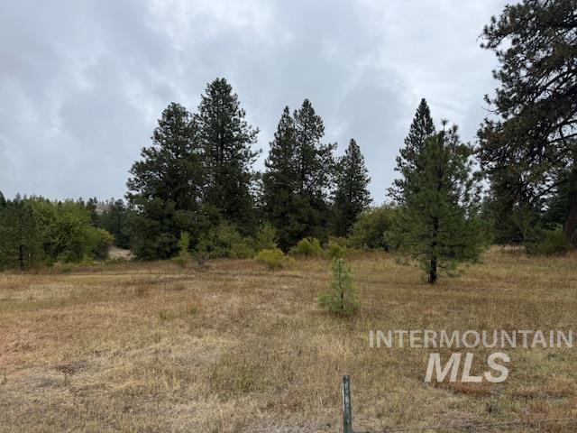 View of local wilderness