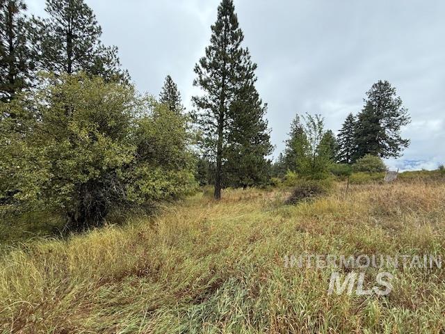 View of local wilderness