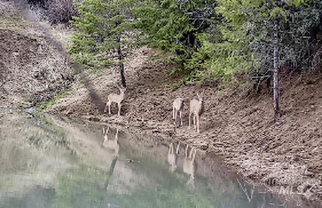 Photo of 993 Norton Knob Ln, Orofino, ID 83544 (MLS # 98975801)