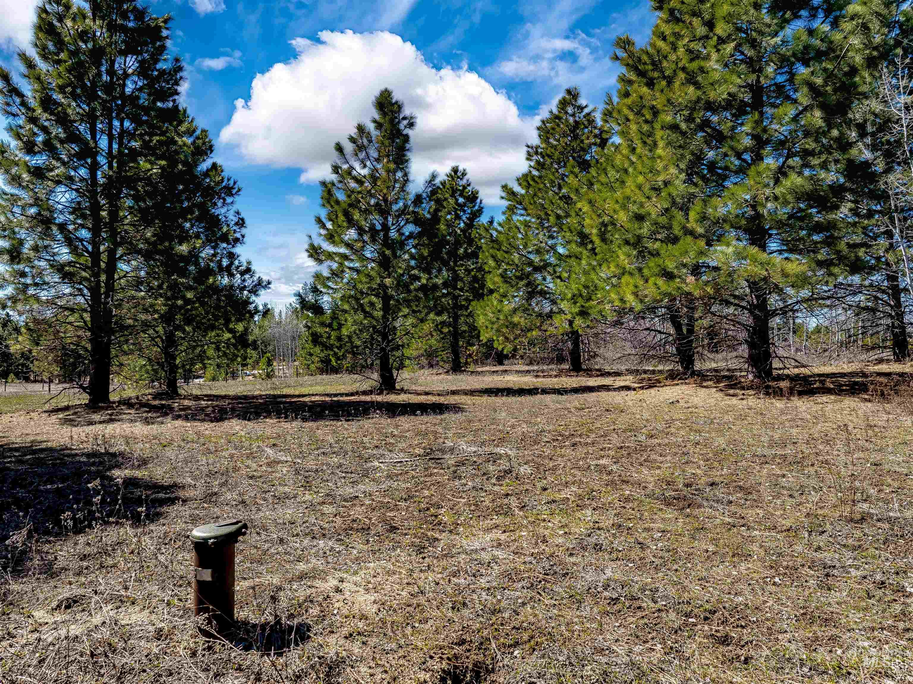 View of local wilderness