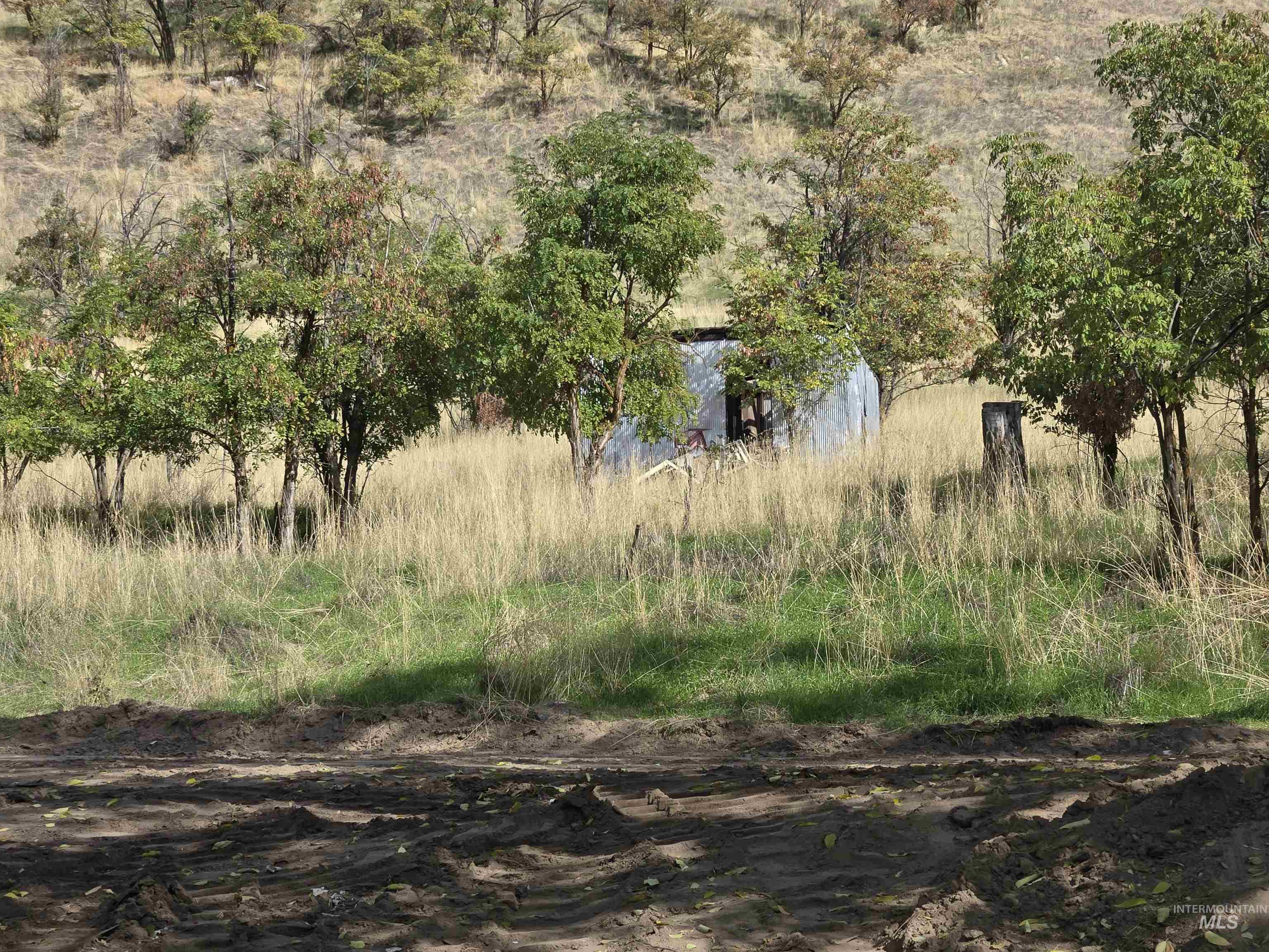 View of local wilderness