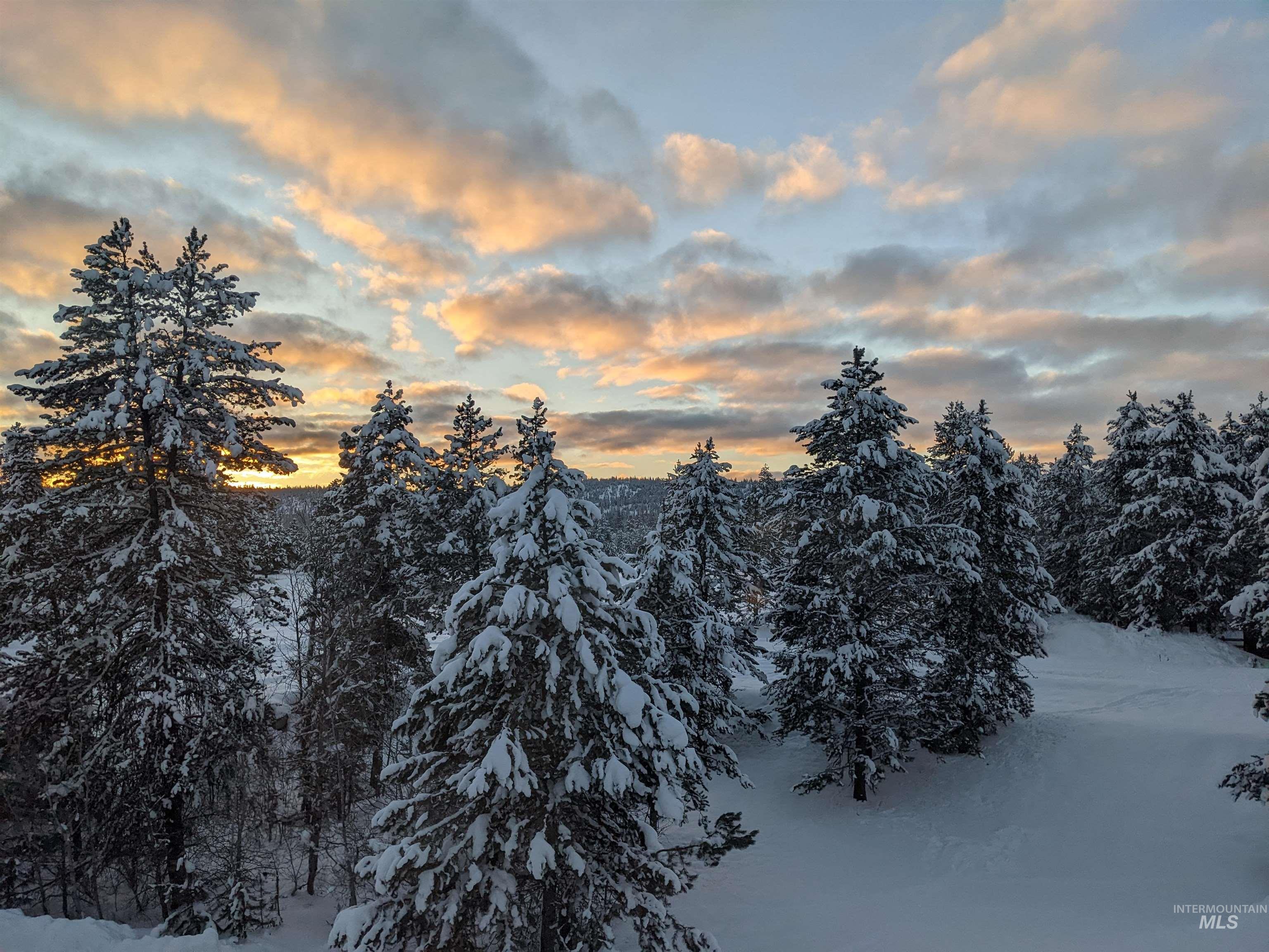 Scenic landscape featuring a blanket of snow covering numerous evergreen trees