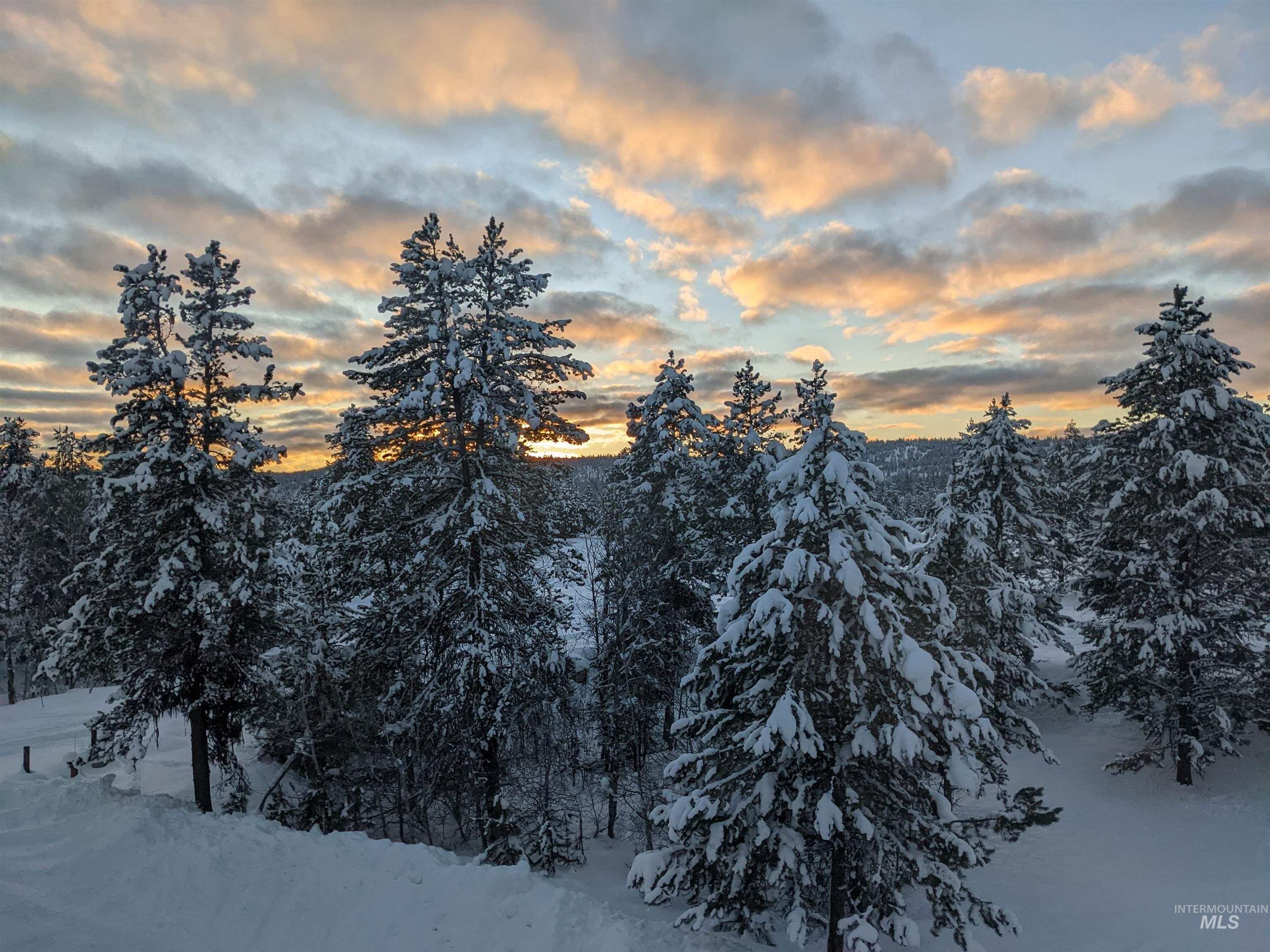 Expansive winter landscape featuring snow-covered evergreen trees and a dramatic cloudscape