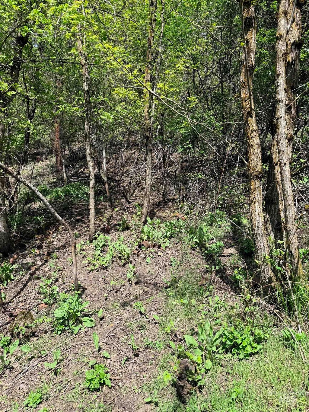 Photo of 0 Forsman Ave, Orofino, ID 83544 (MLS # 98982882)