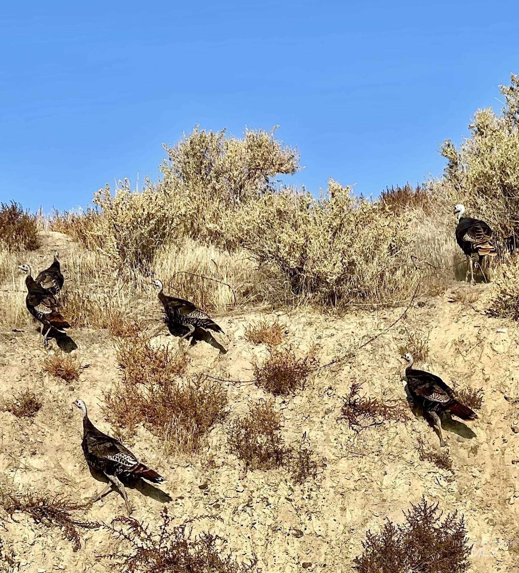 Adrian, Oregon 97901, United States, ,Land,Active,6750