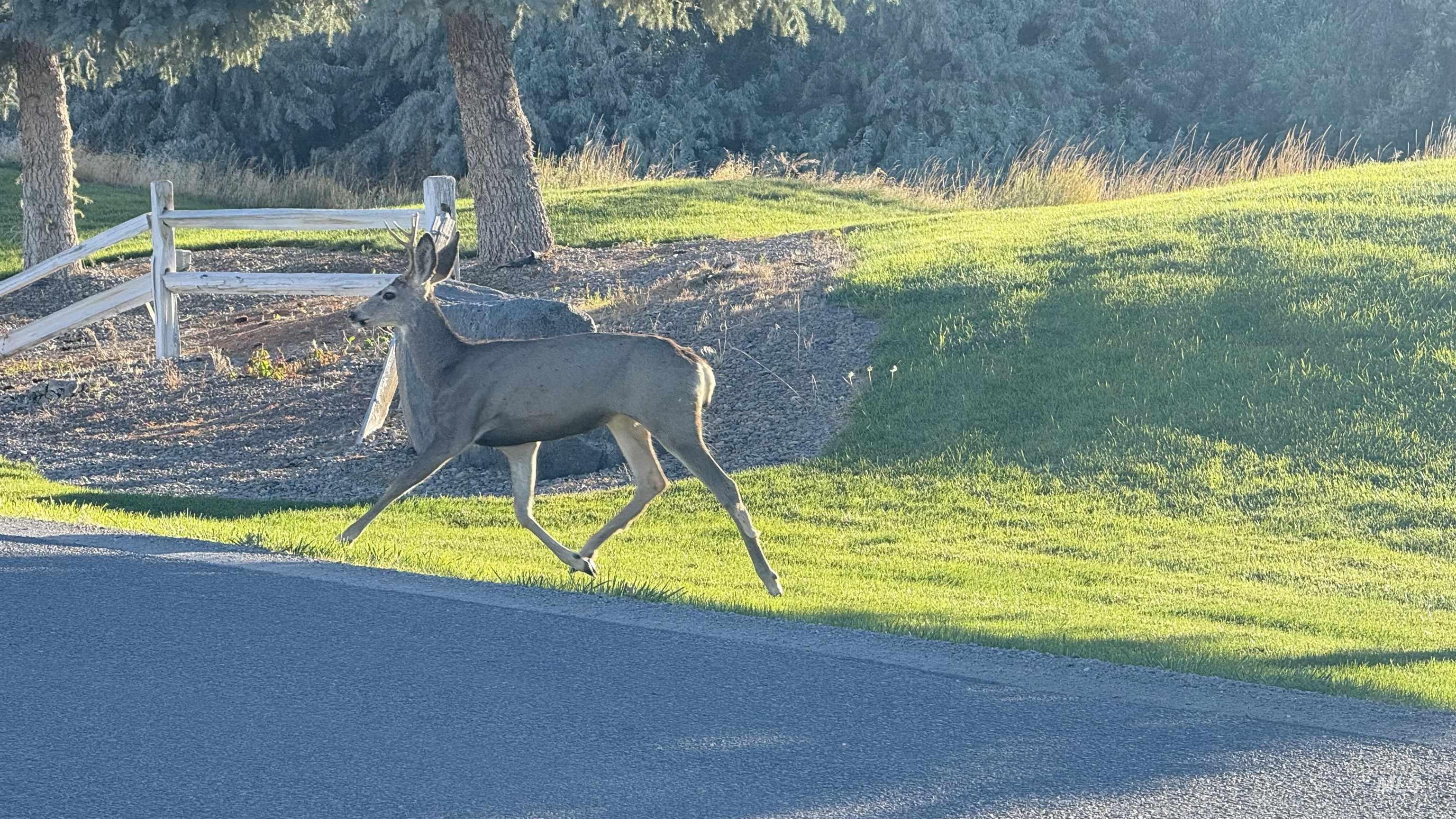 Surrounding community featuring a forest view and a yard