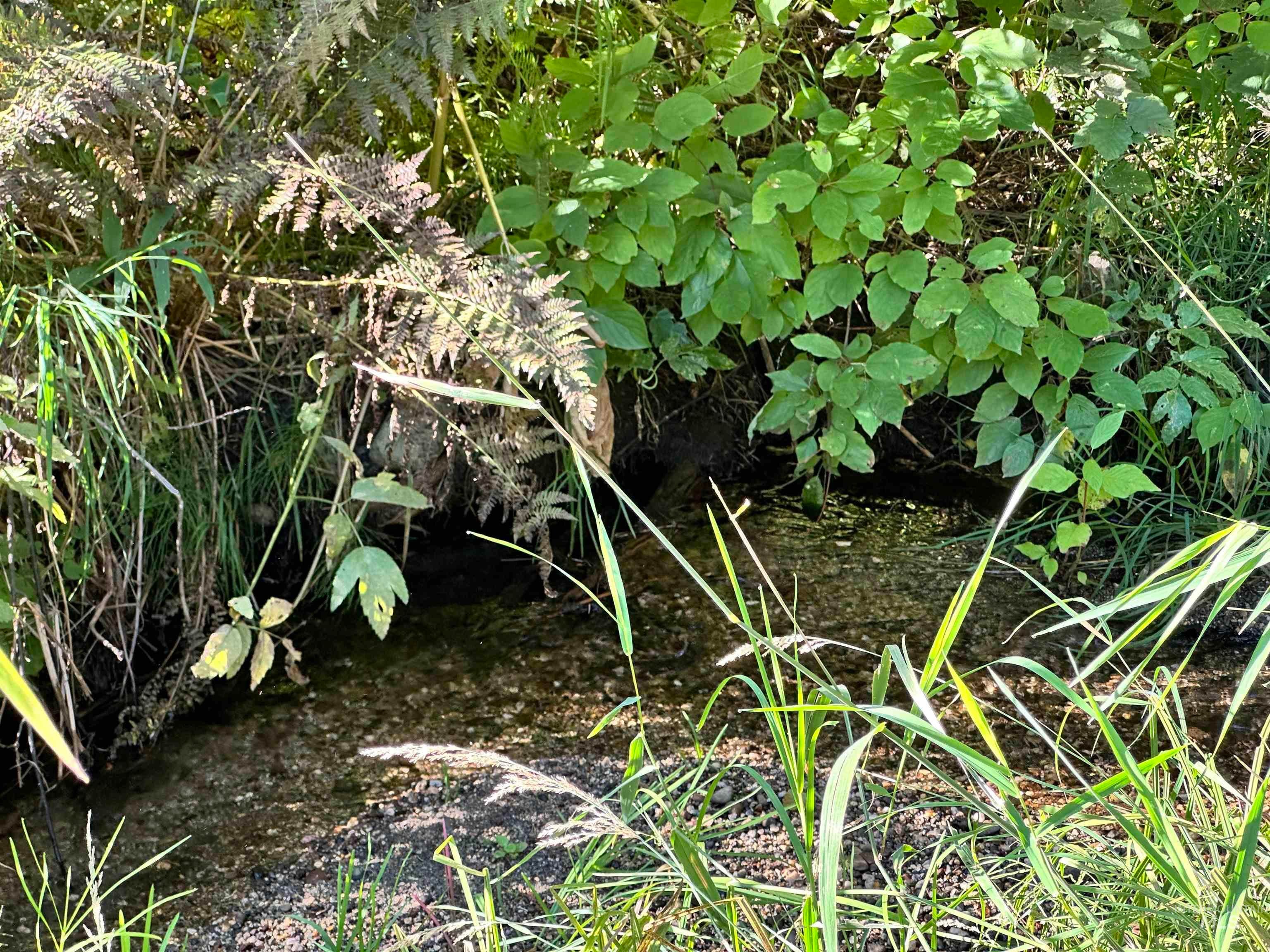 Creek on the back side of the property line