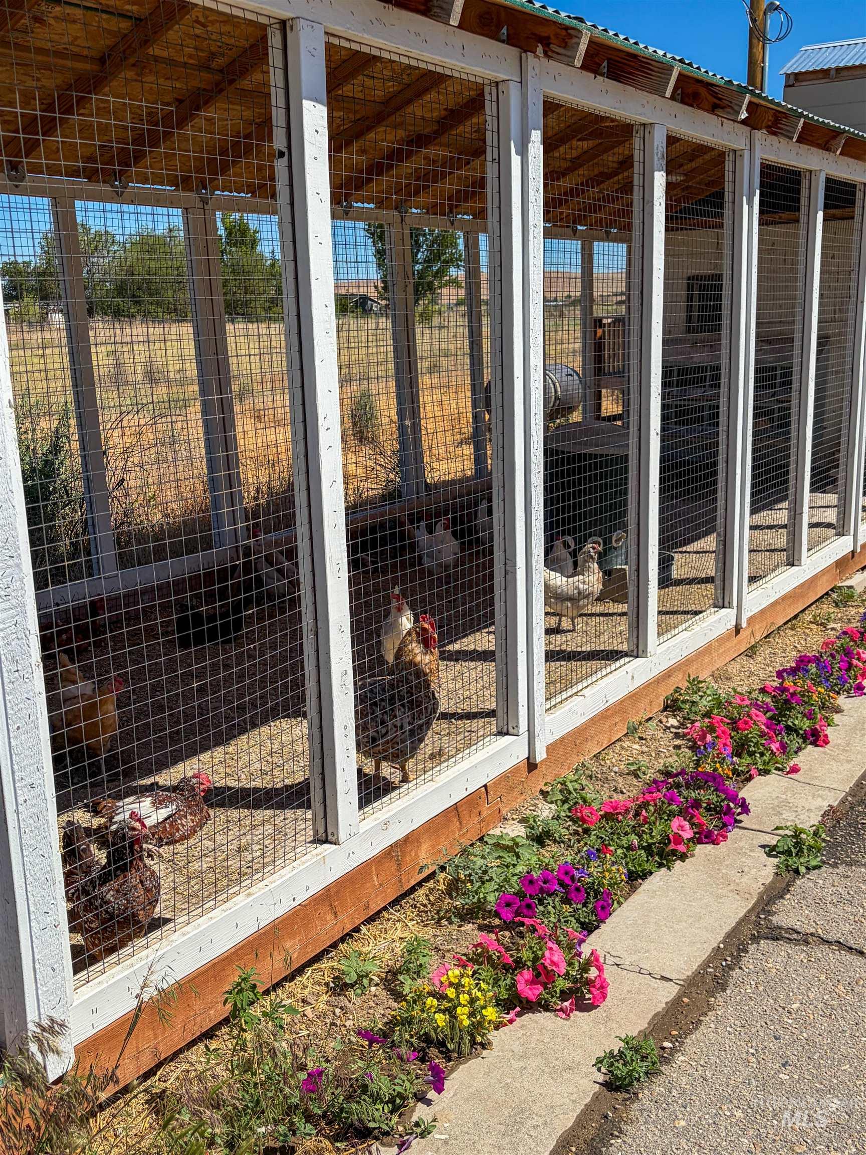 Enclosed outdoor structure with white wood framing and wire mesh, featuring a sloped roof with corrugated metal sheeting