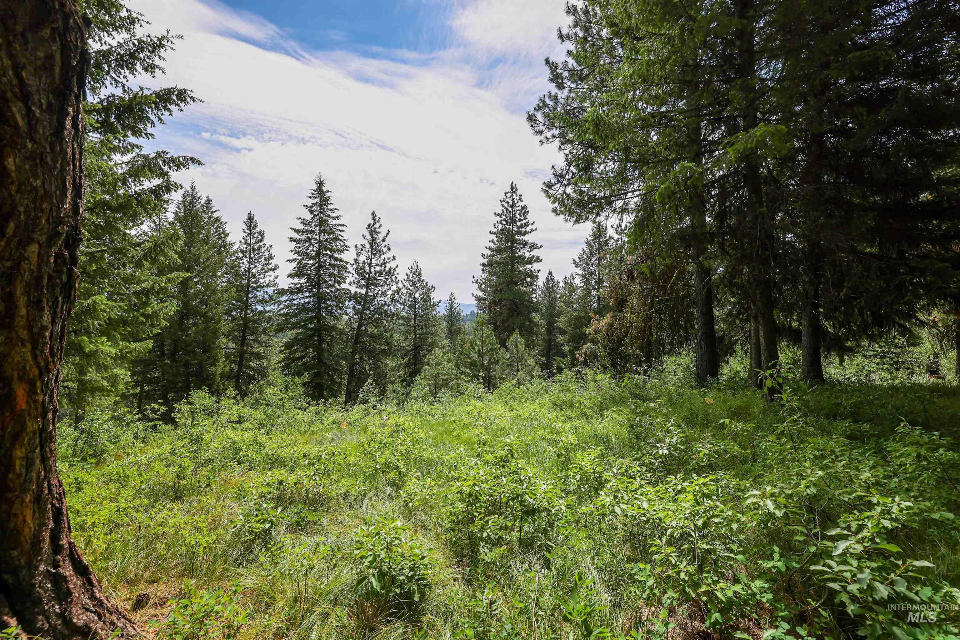 View of woods