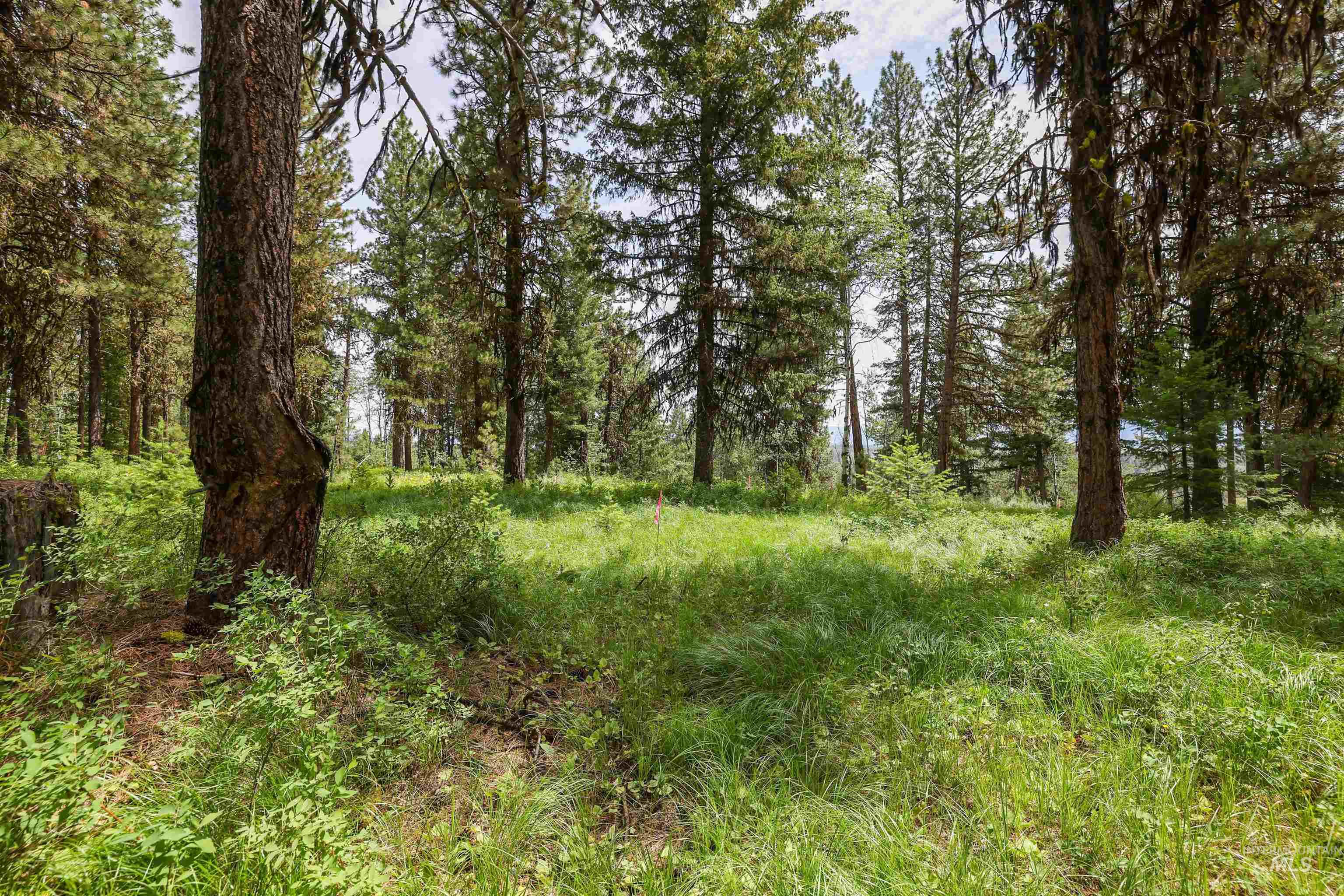 View of tree filled area