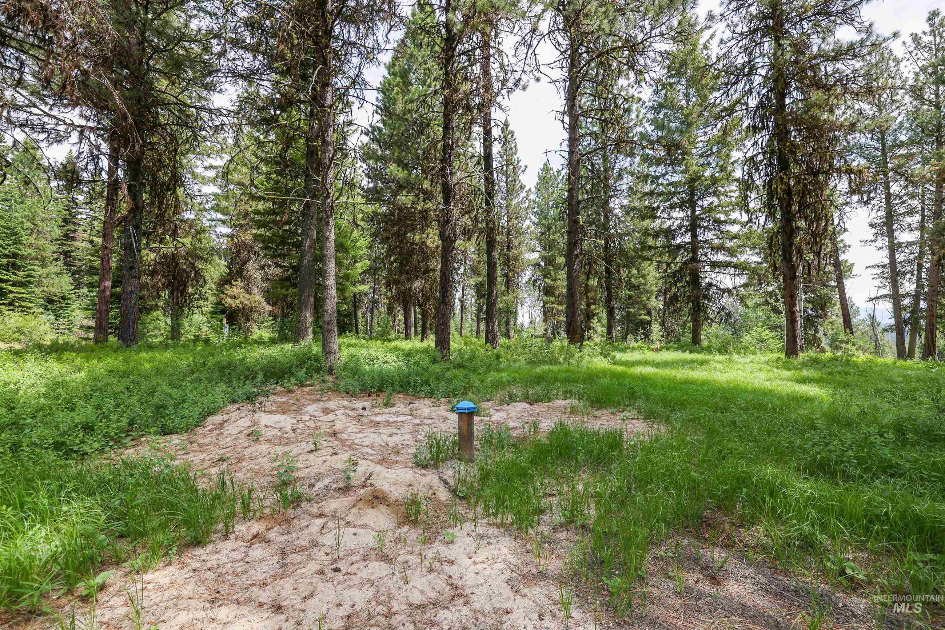 View of wooded area