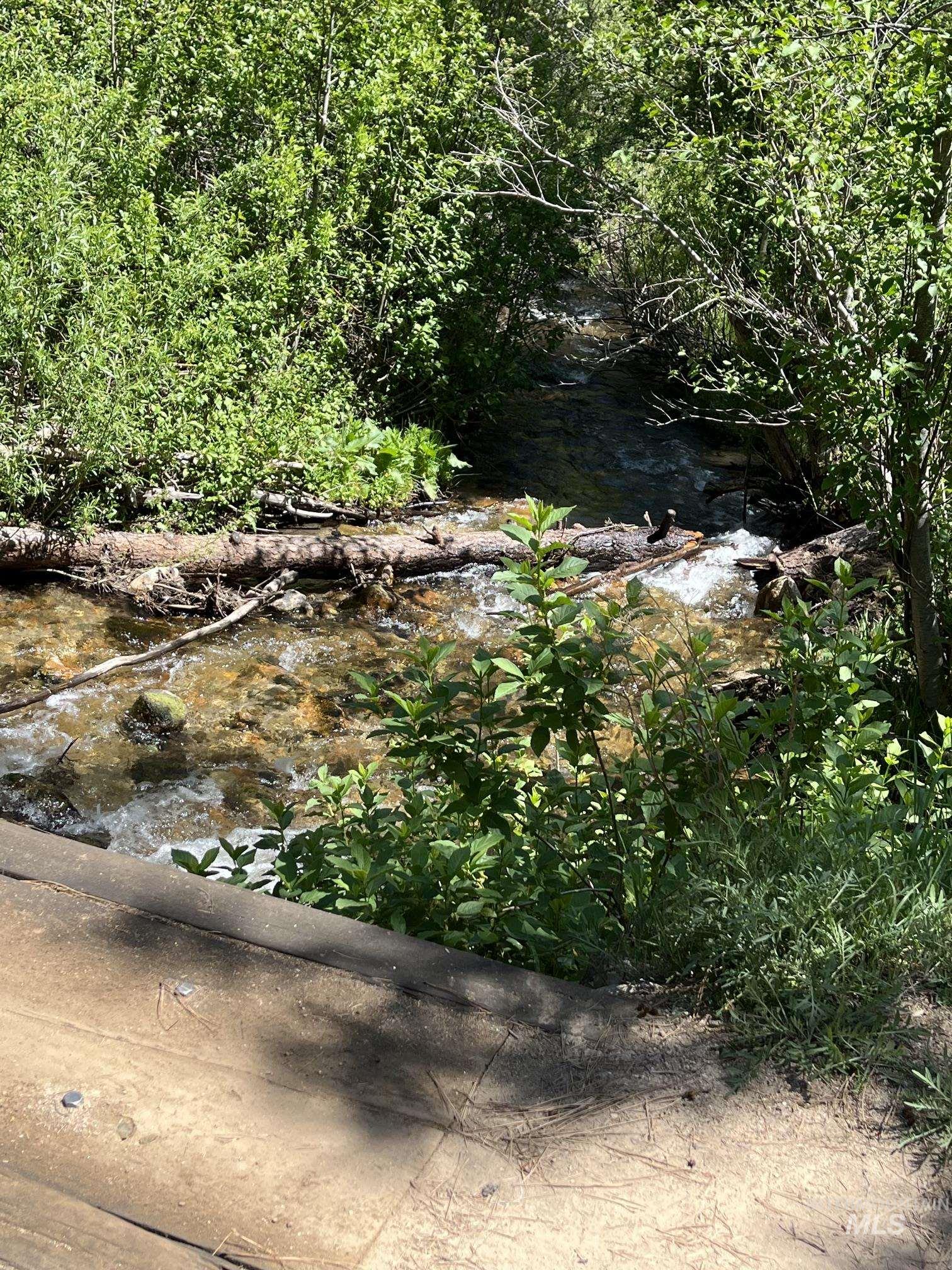 Natural stream with clear running water bordered by dense green foliage and a fallen log