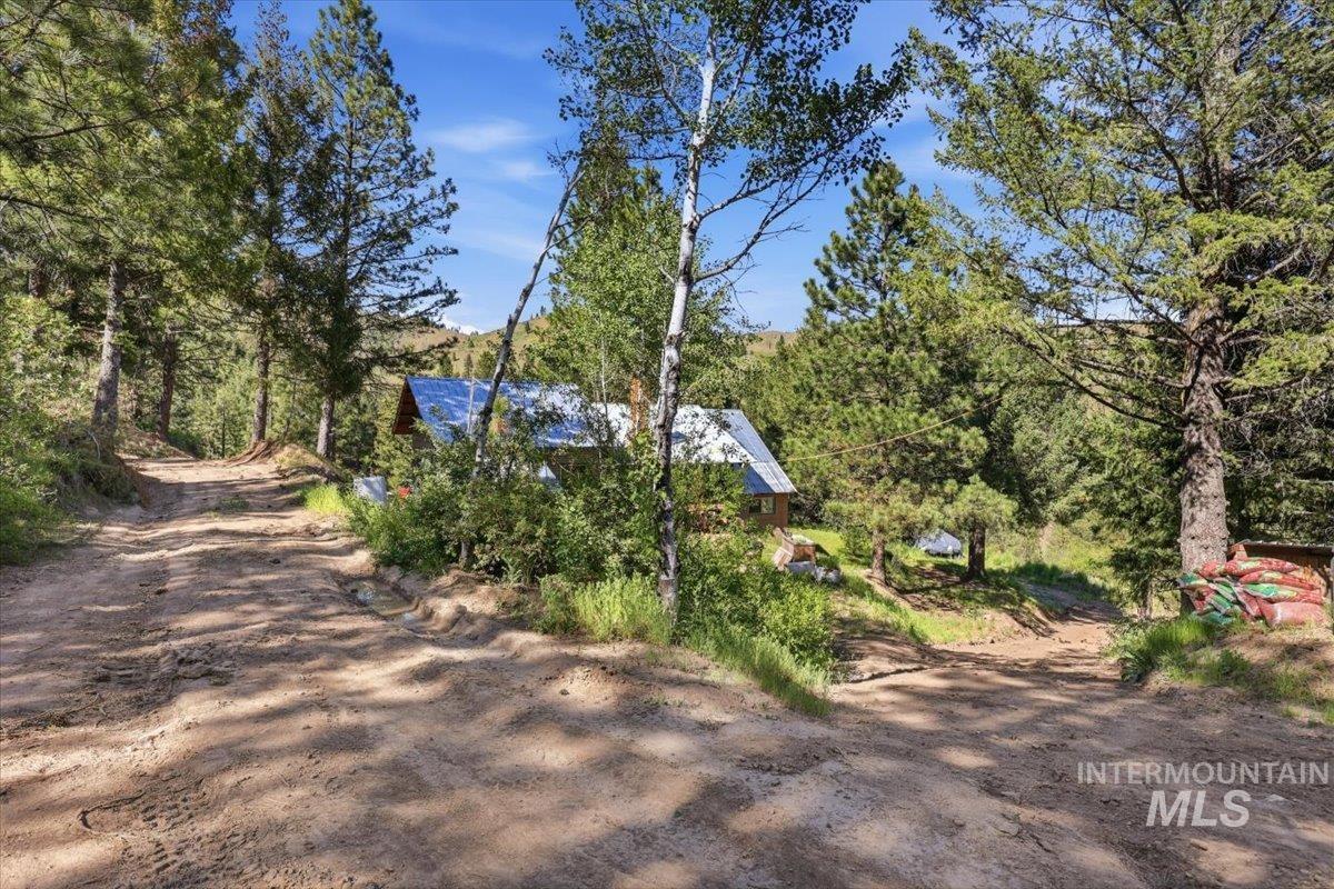 Property nestled among mature evergreen trees and natural landscaping