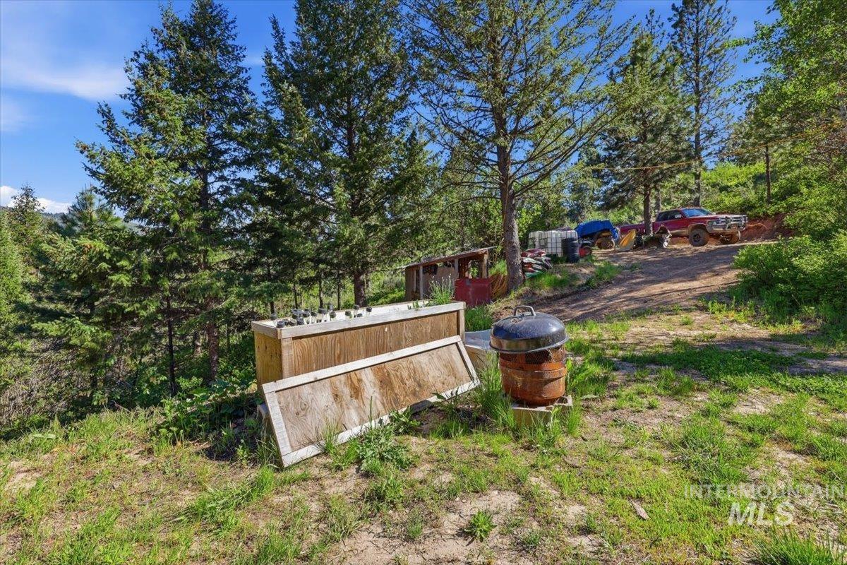 Expansive outdoor space featuring mature evergreen trees and natural ground cover