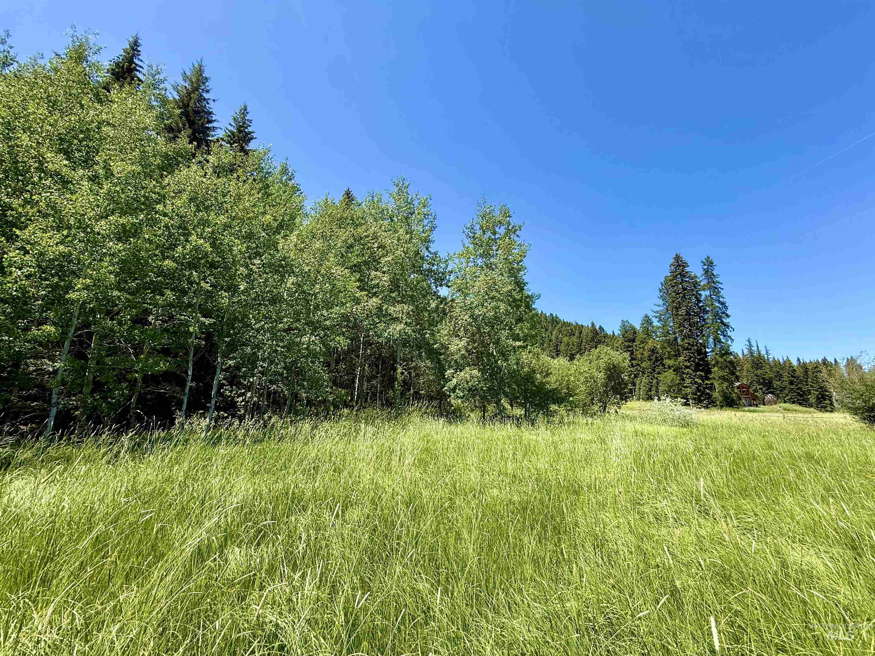 View of tree filled area