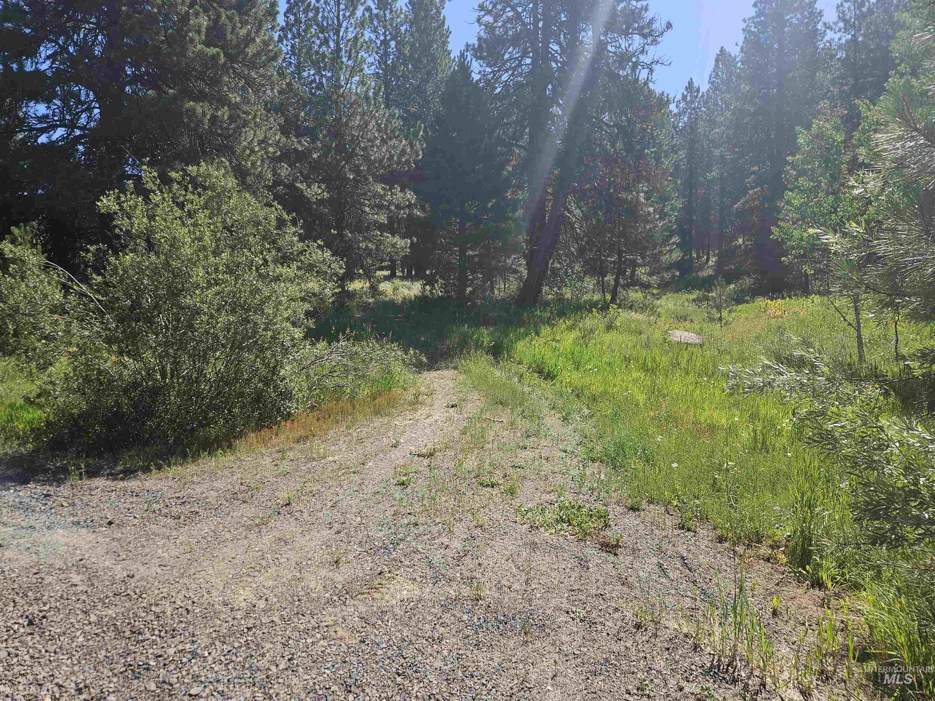 View of road featuring a wooded view