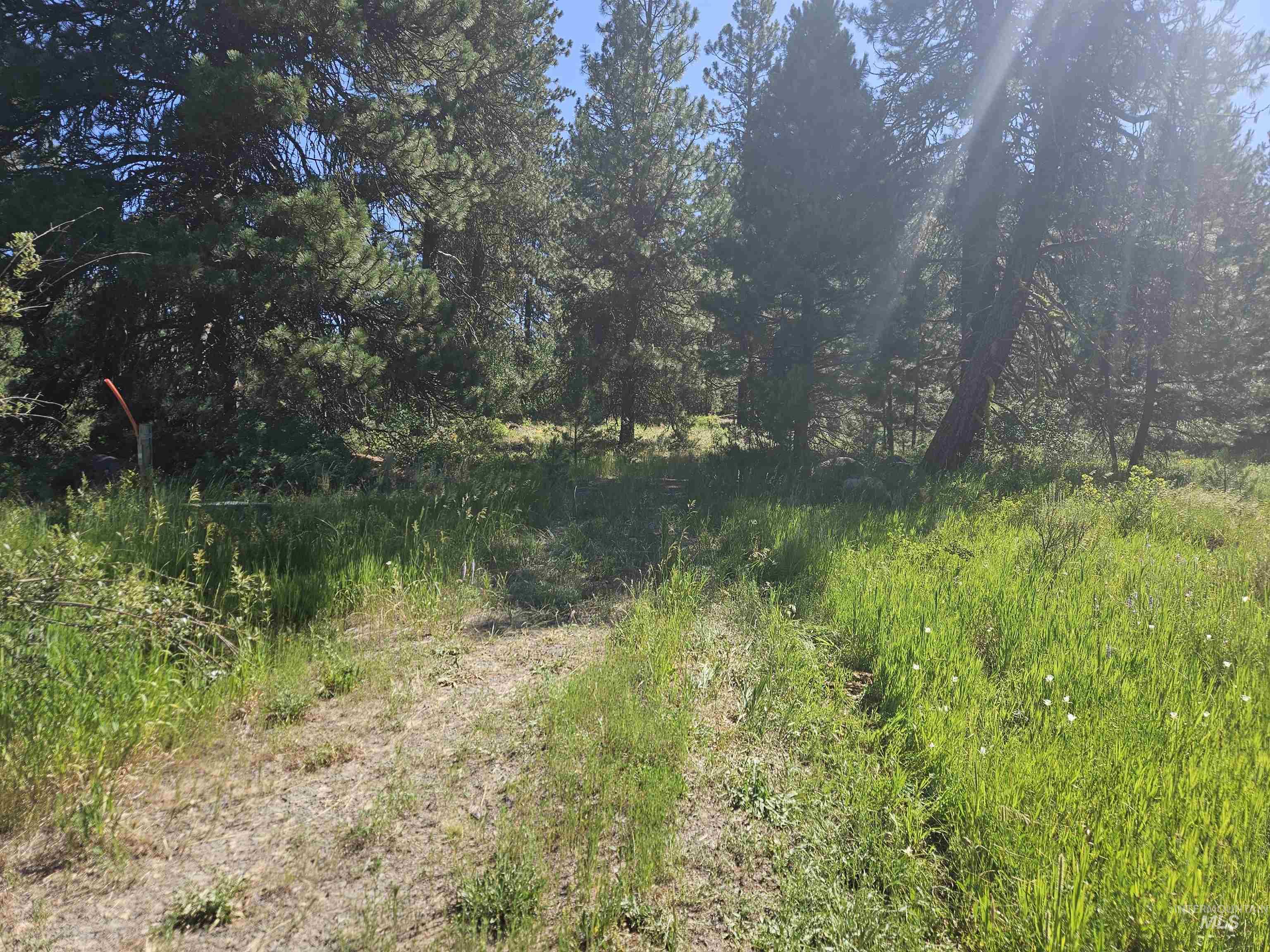 View of local wilderness