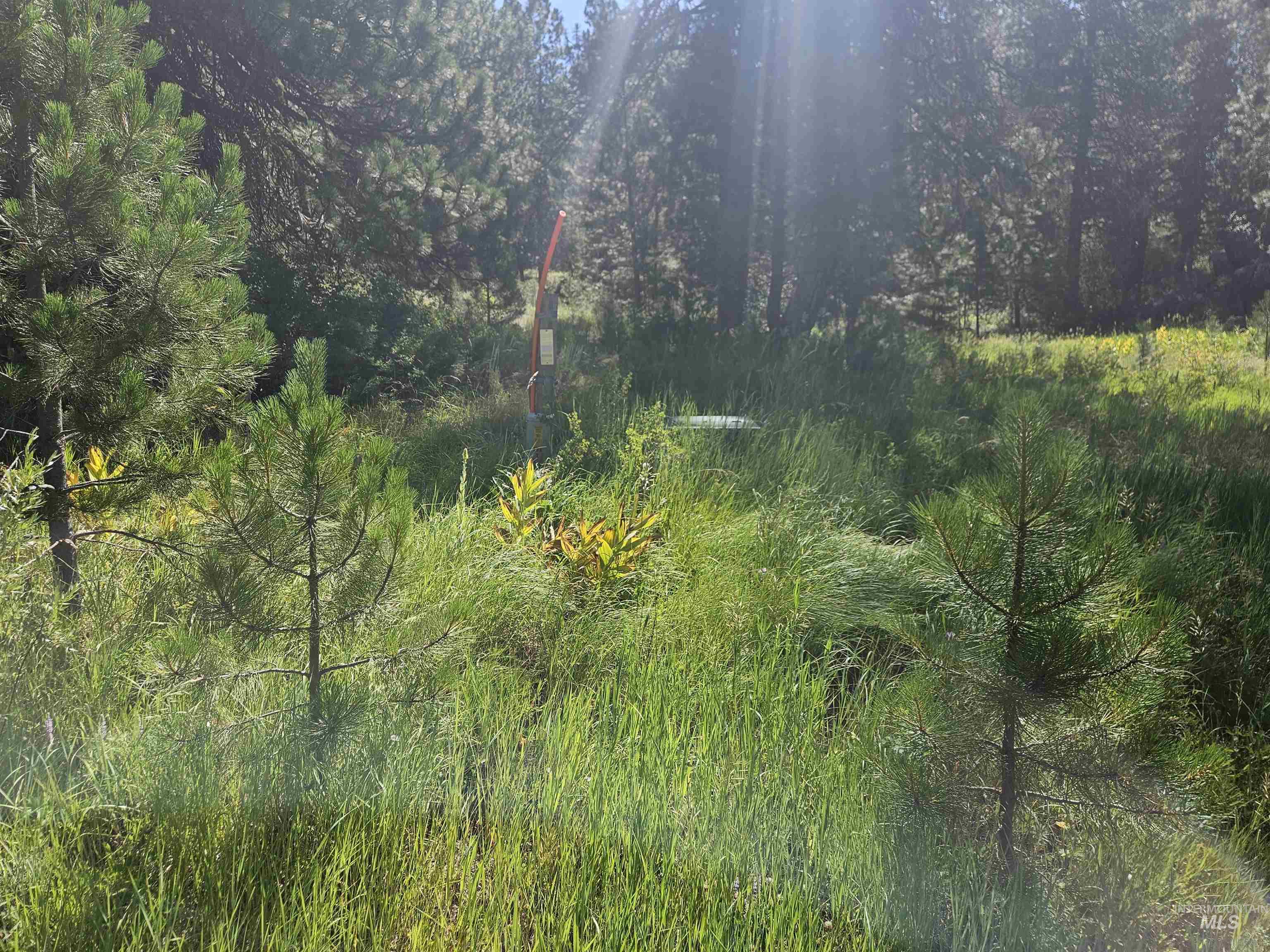 View of tree filled area