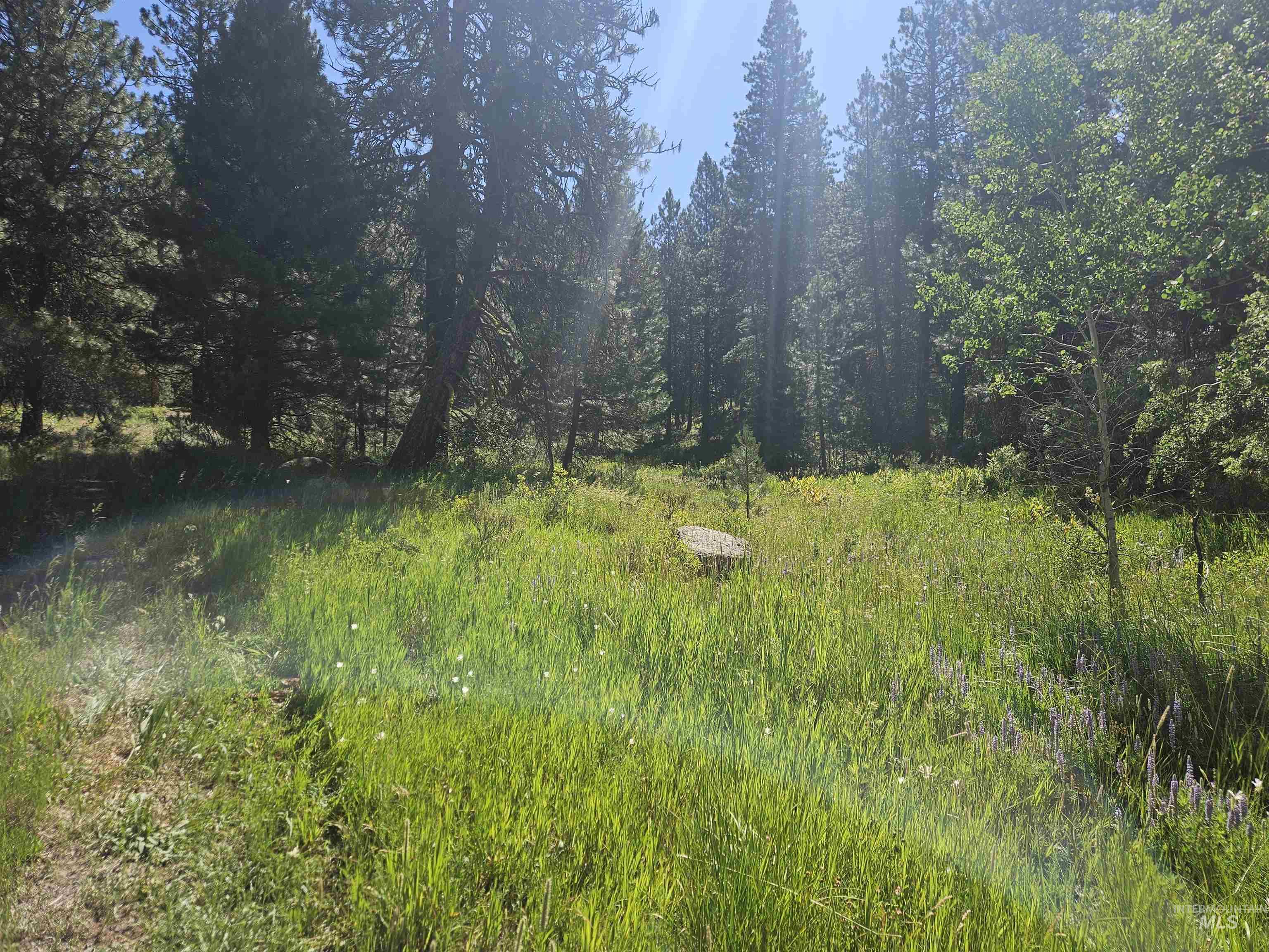 View of tree filled area