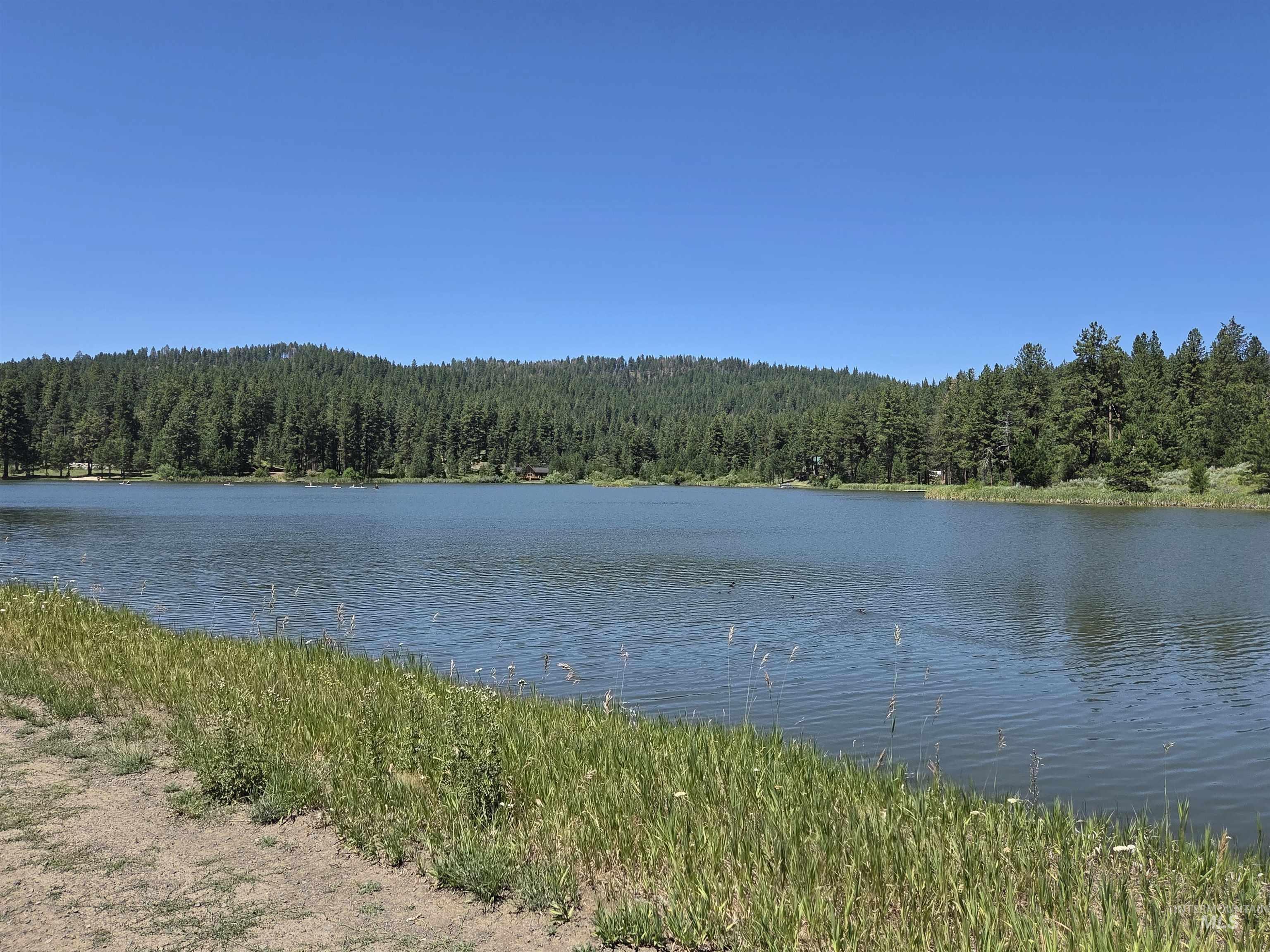 Water view with a forest