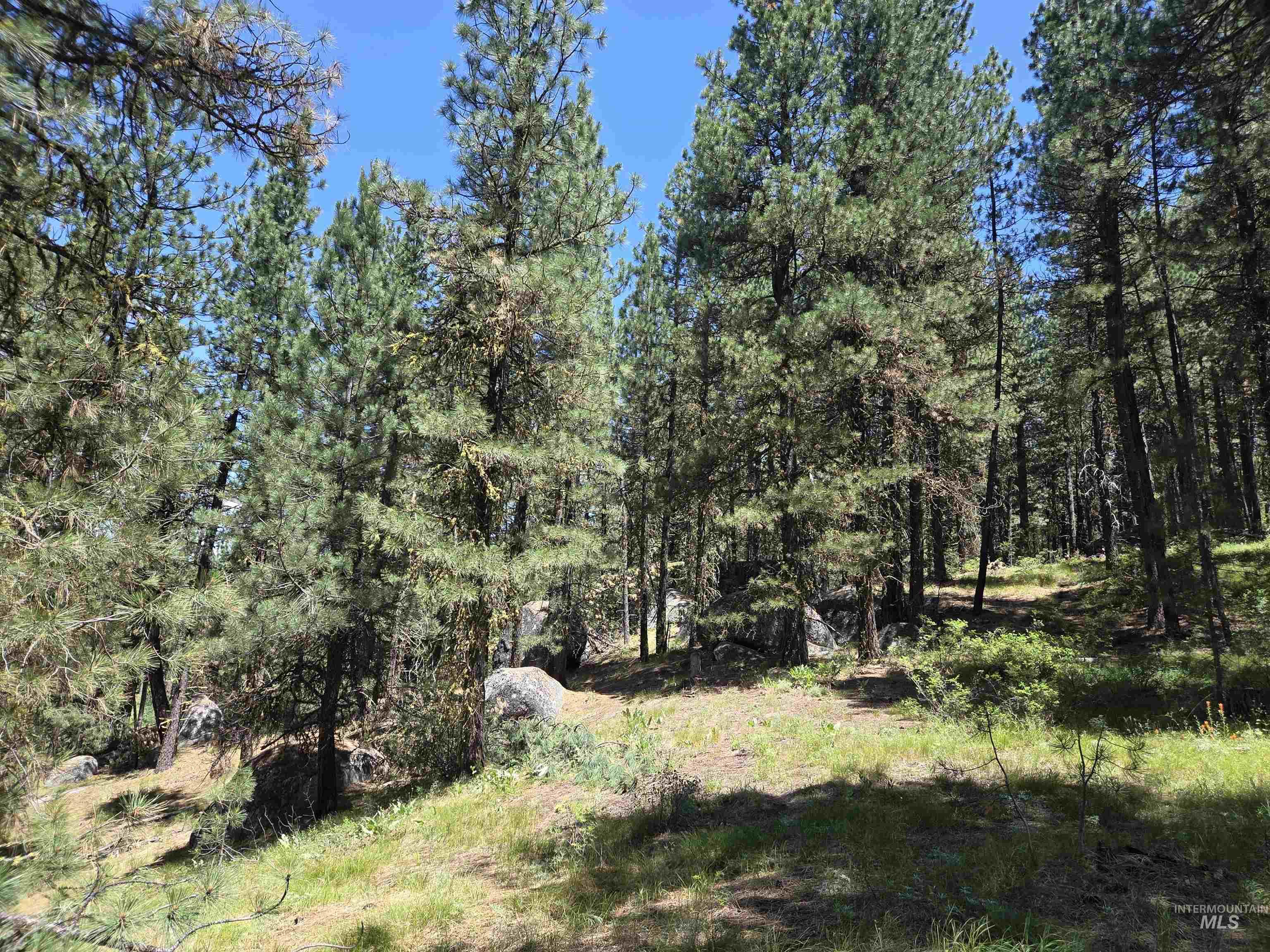 View of tree filled area