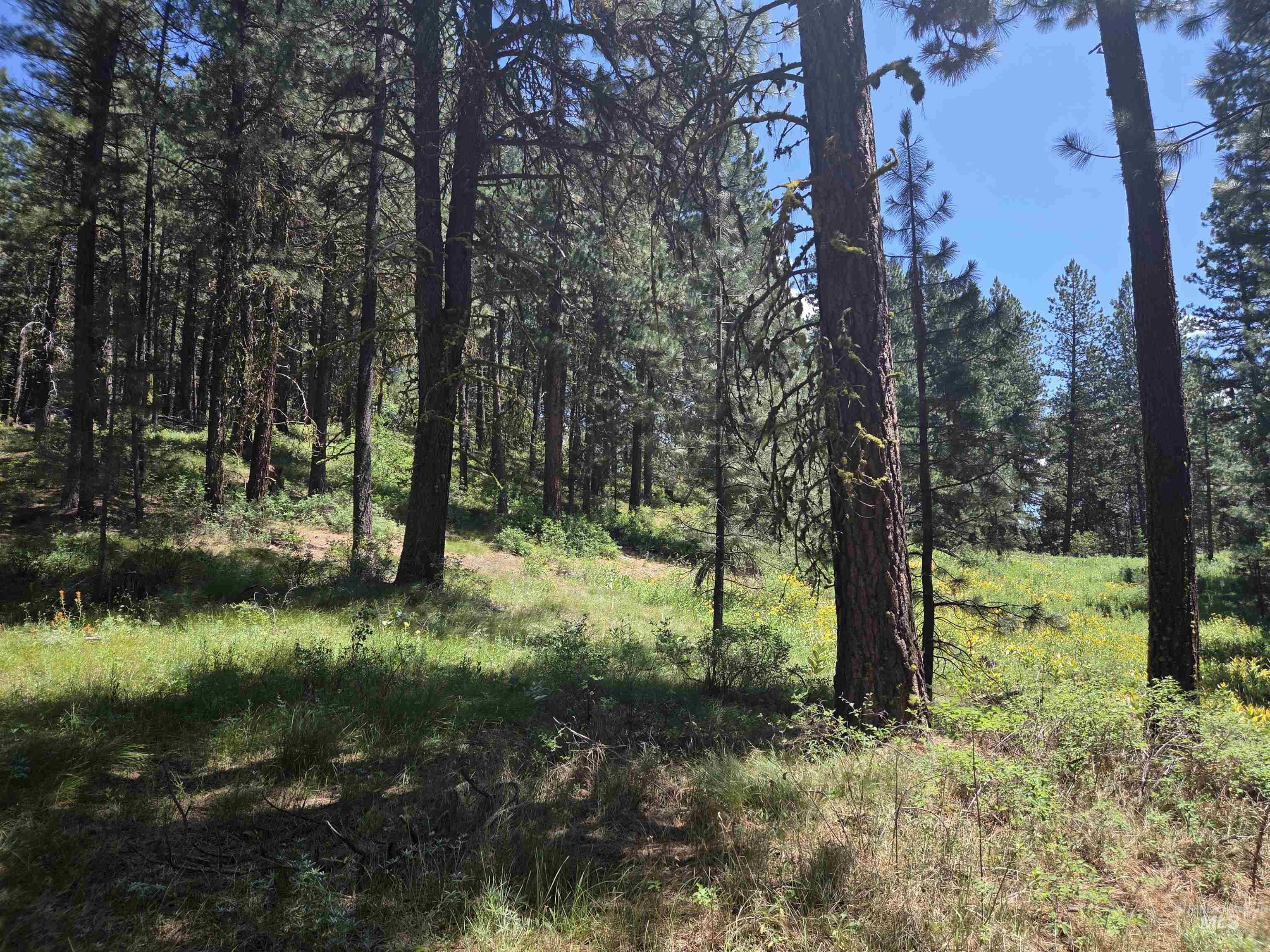 View of tree filled area