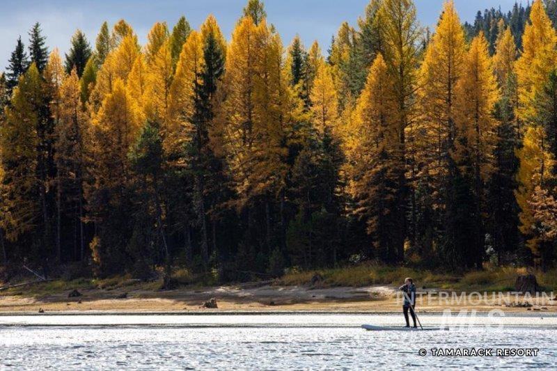 Fall Tamarack trees changing to prepare for winter.