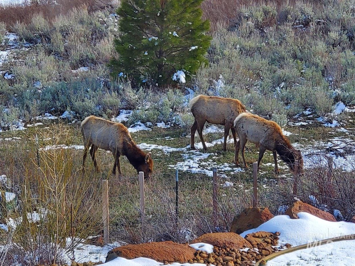 View of elk on property