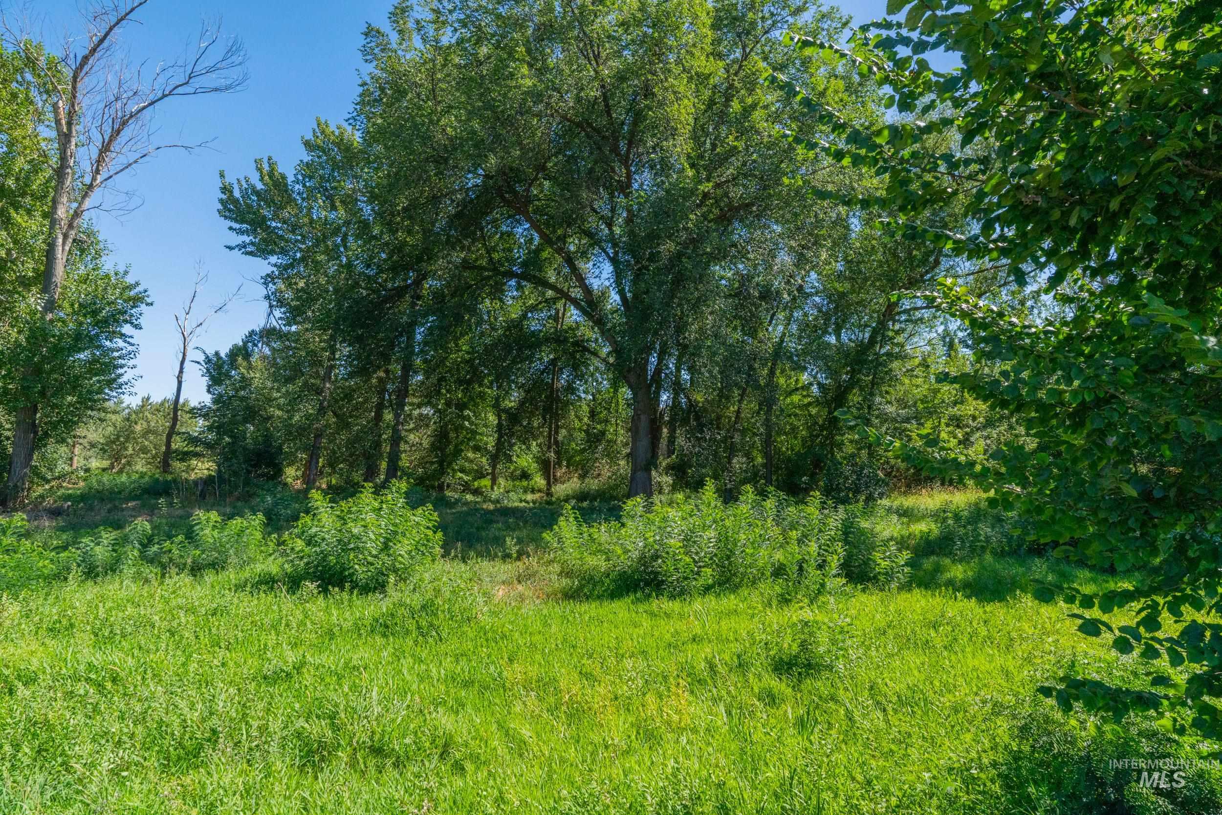 View of local wilderness