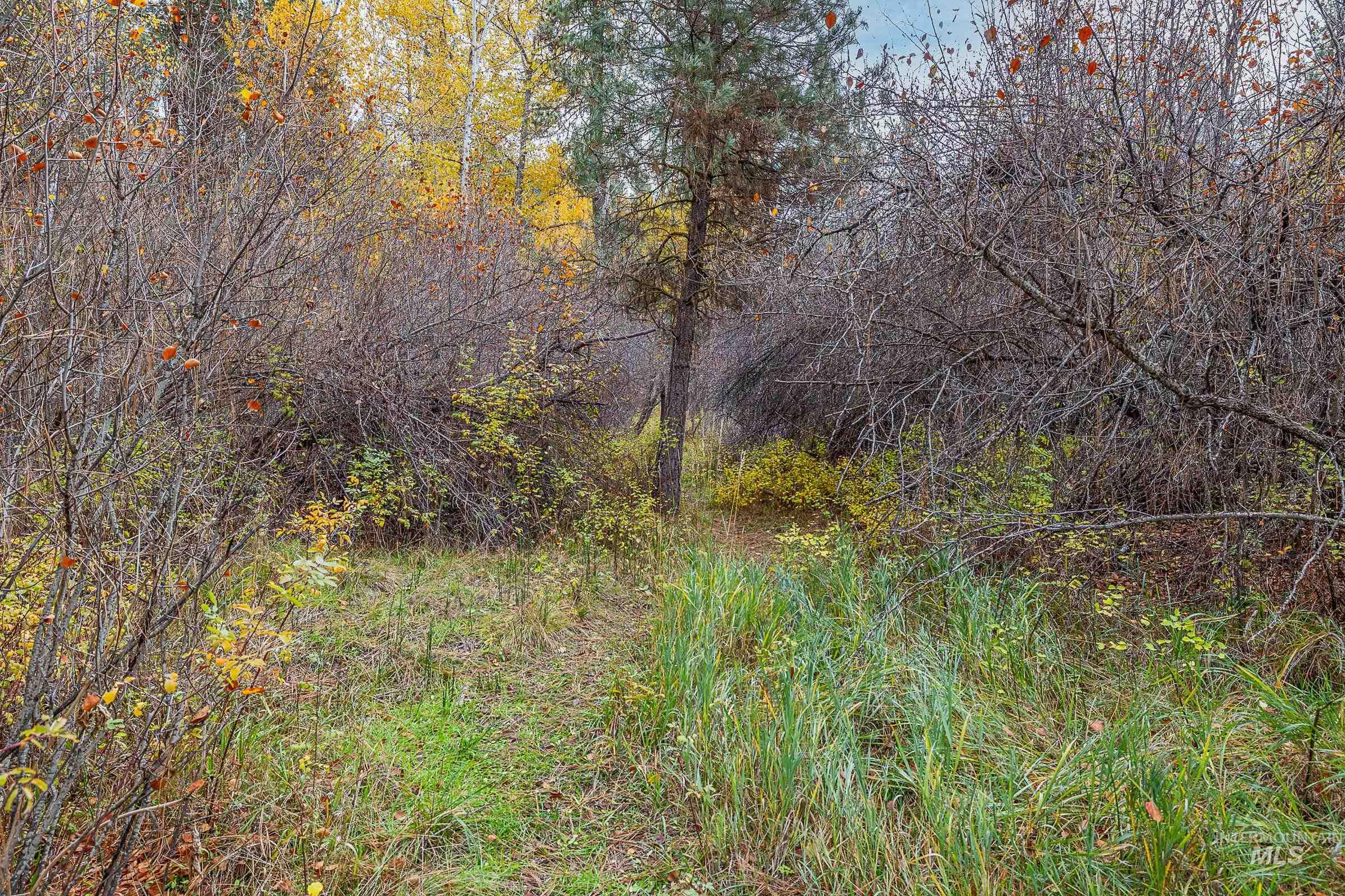 View of local wilderness