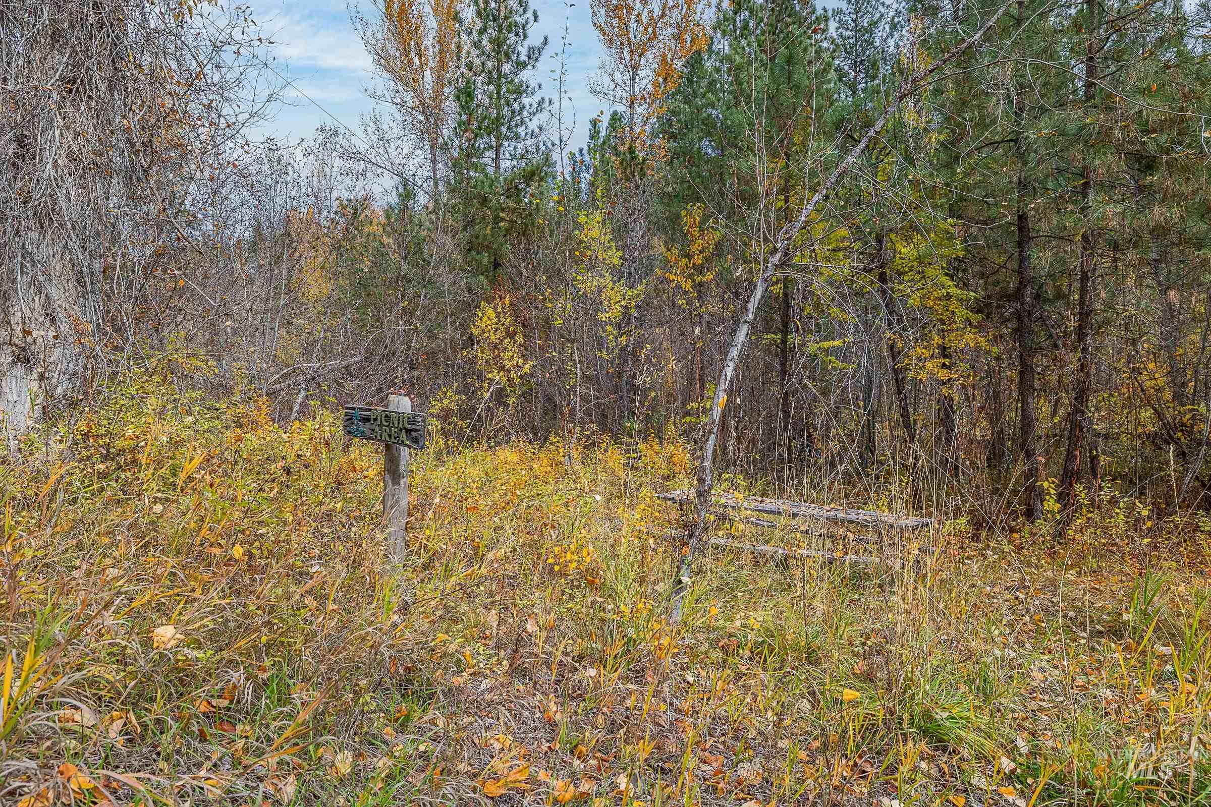 View of tree filled area