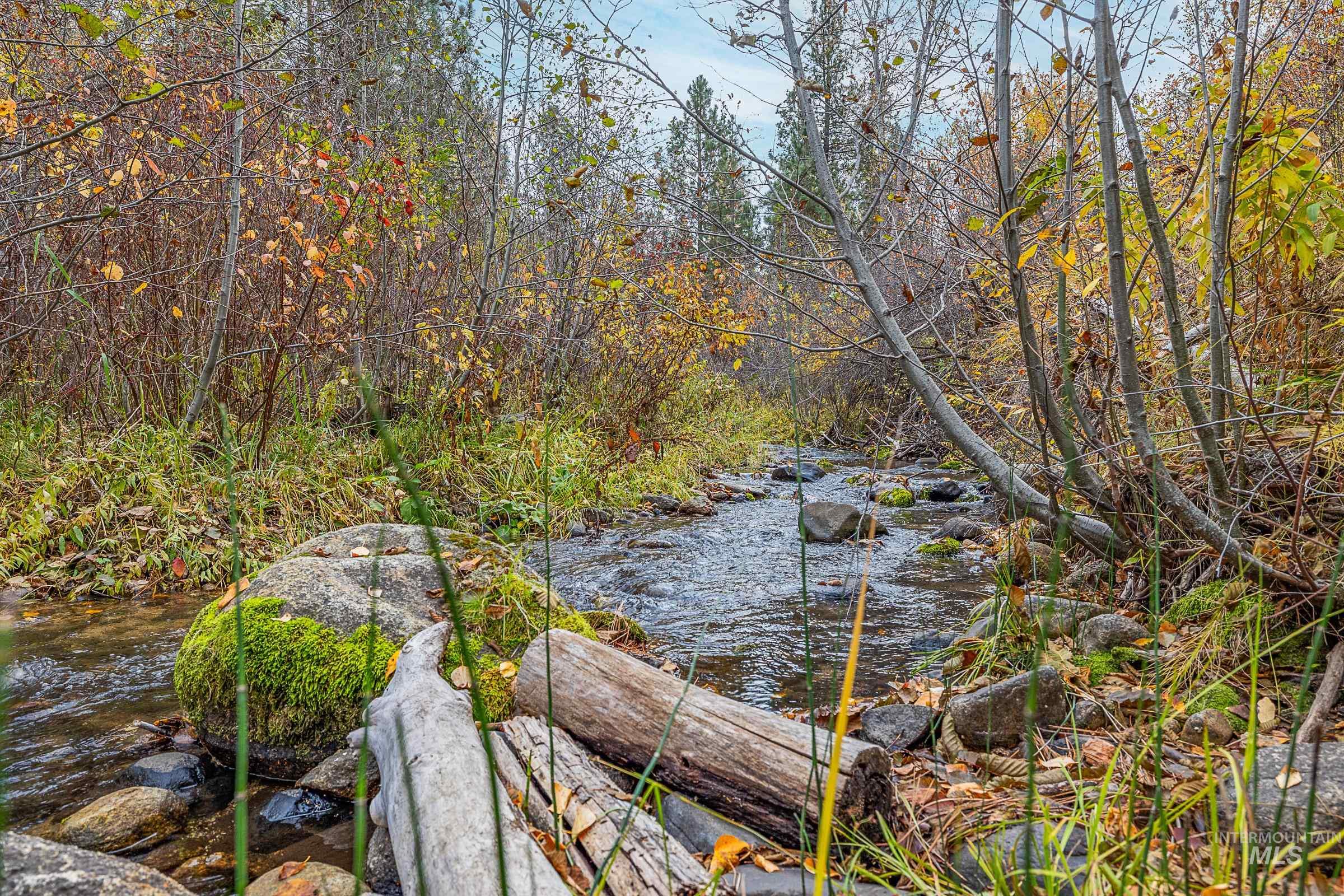 Water view with a forest