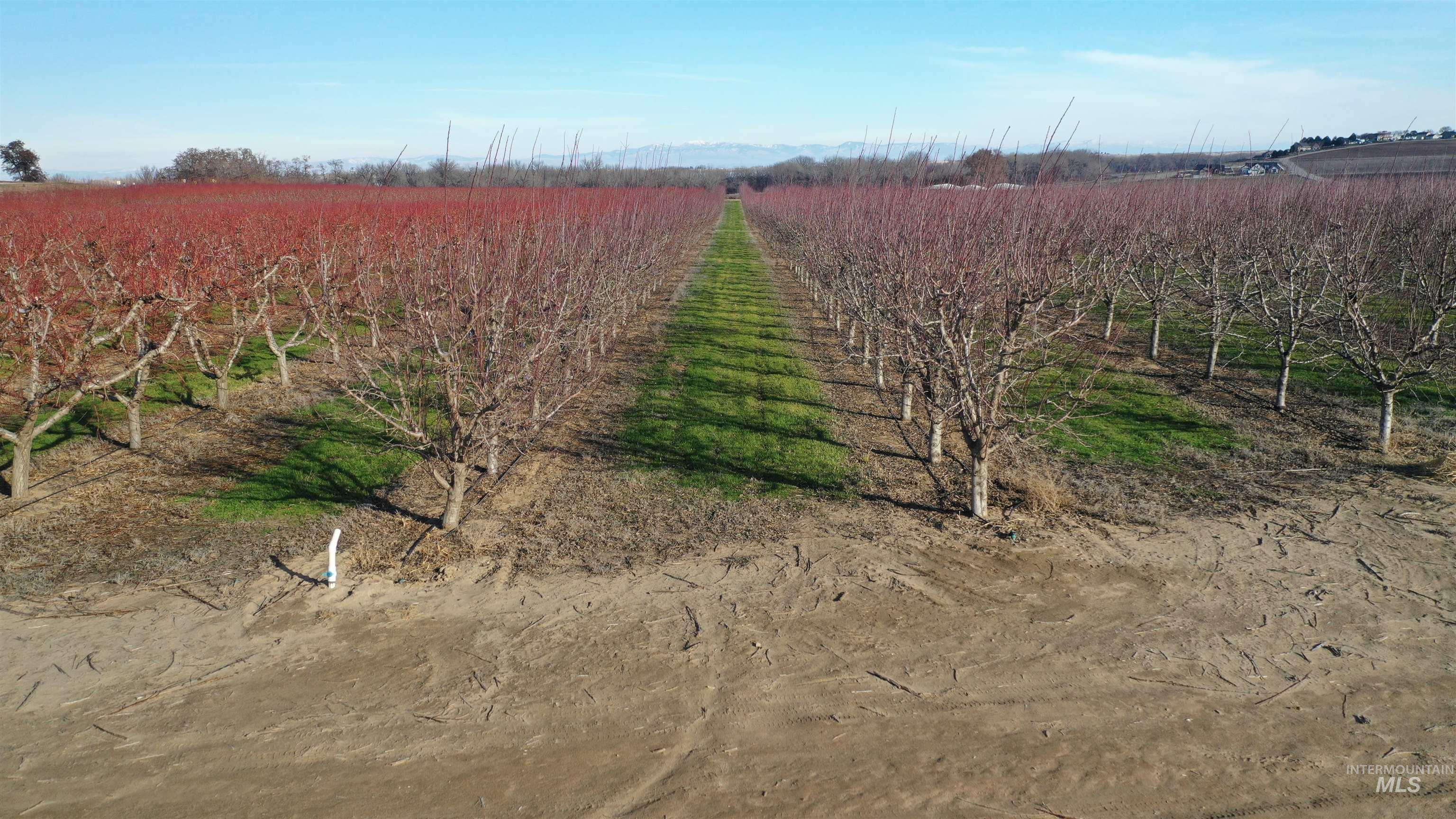 View of yard with agricultural area and a view of rural / pastoral area