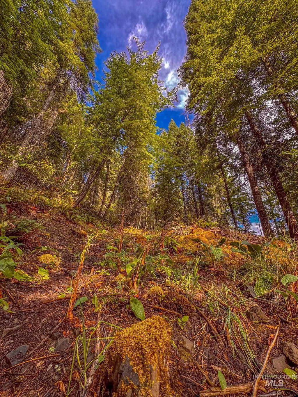 Photo of 404 Harmony Heights Loop, Orofino, ID 83544 (MLS # 98973167)