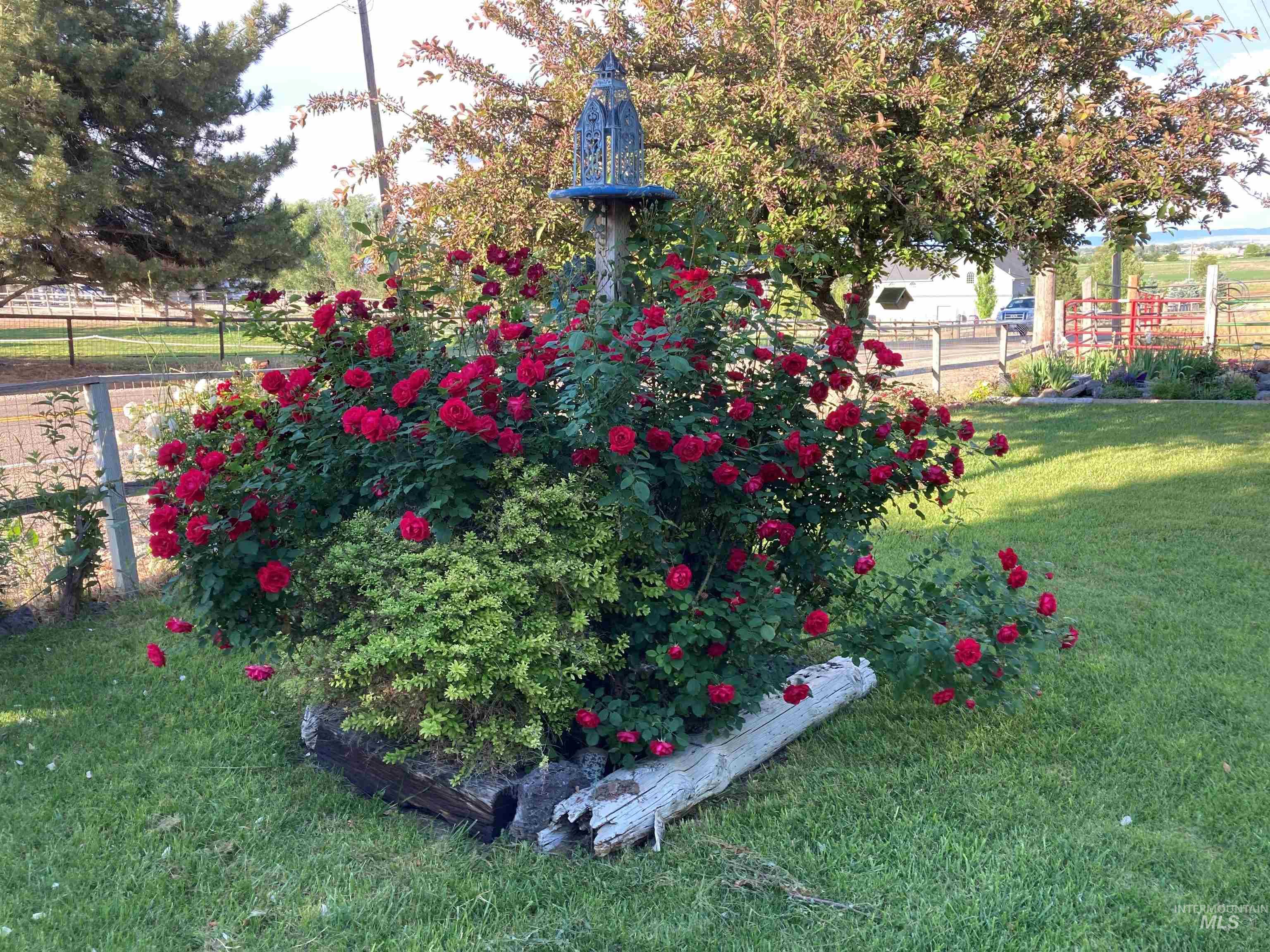 Summer Flowers