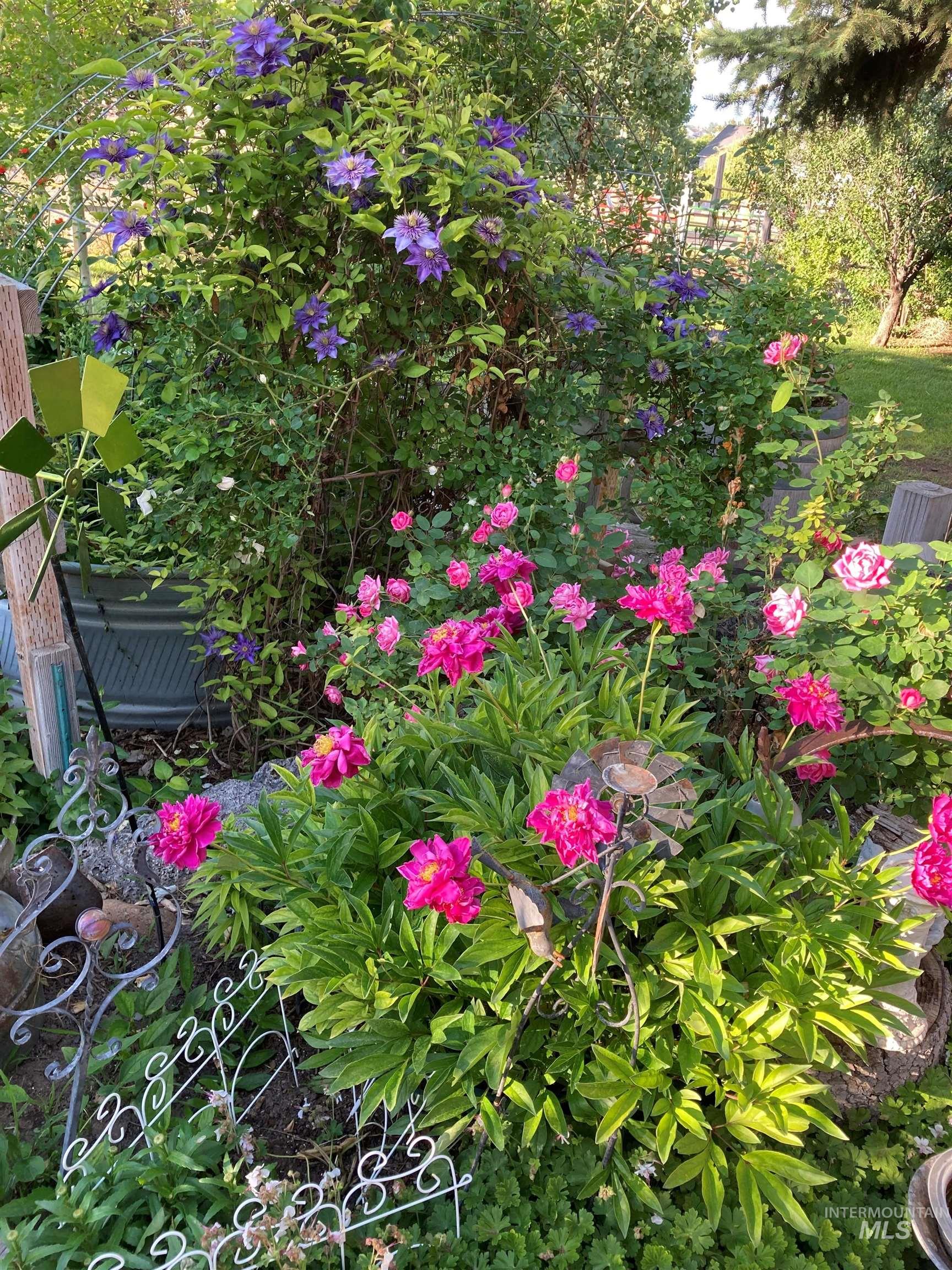 Summer flowers