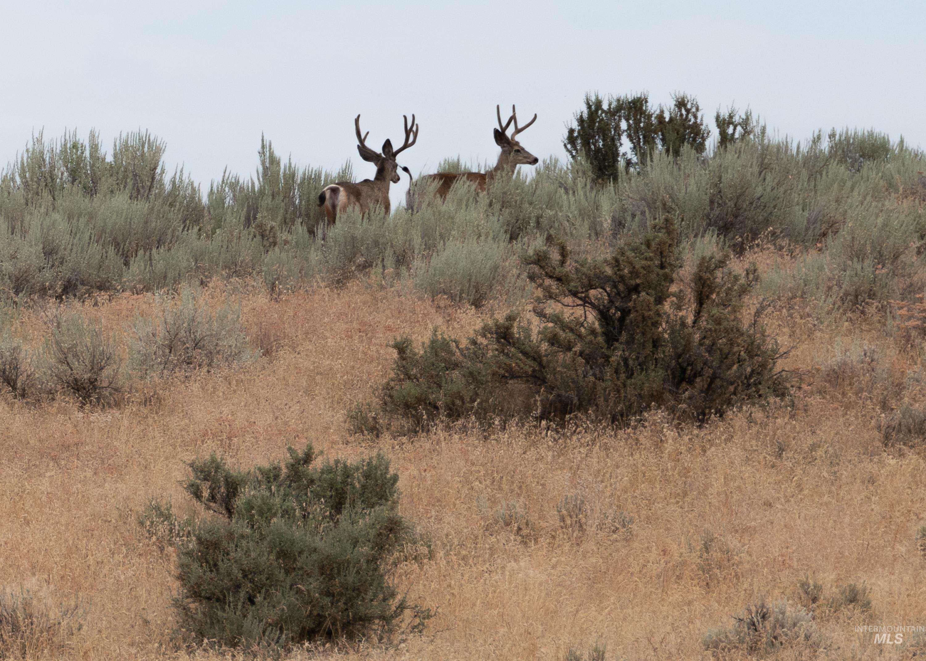 View of local wilderness
