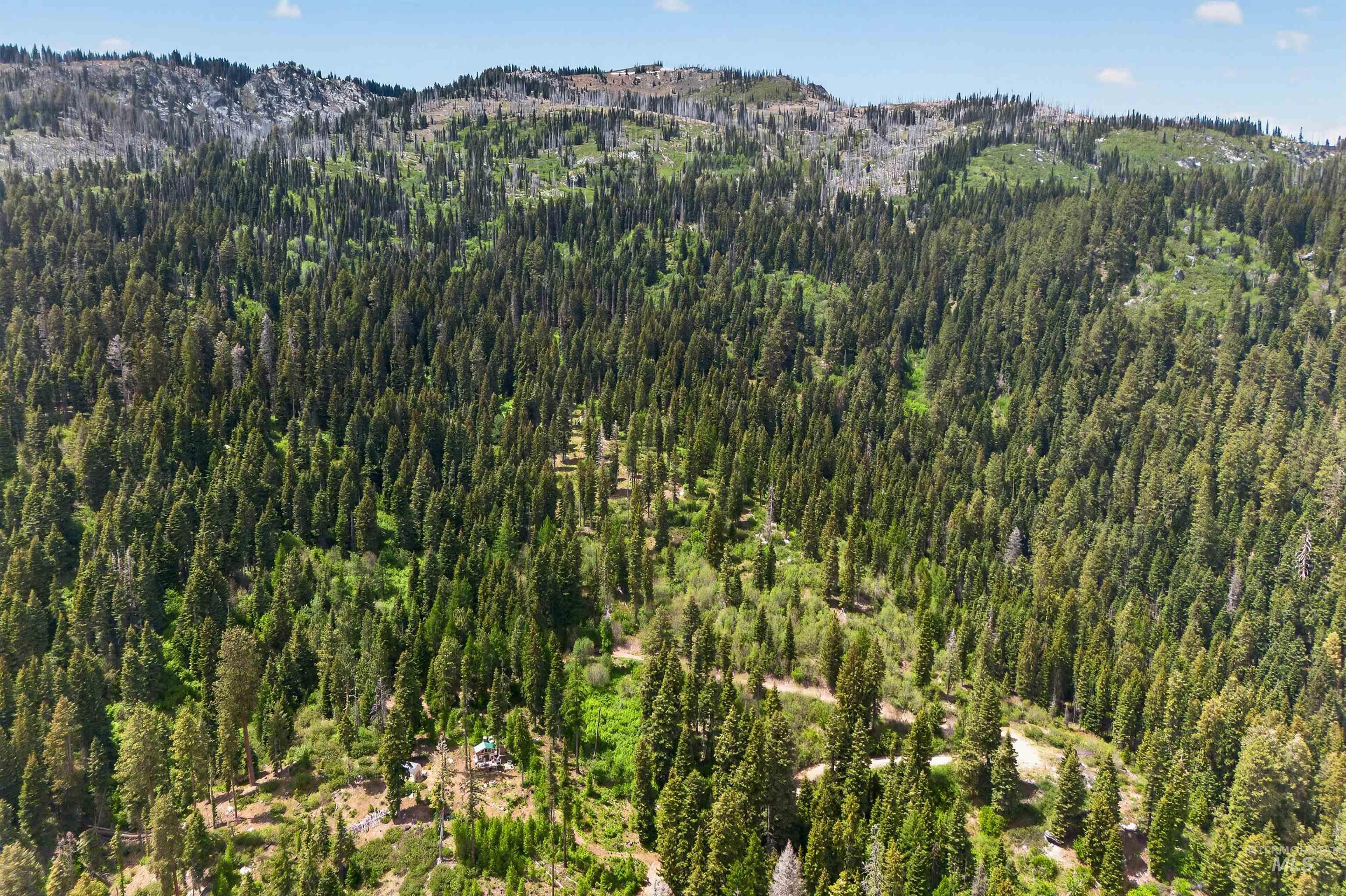 Expansive forested landscape featuring a dense tree canopy and rolling terrain