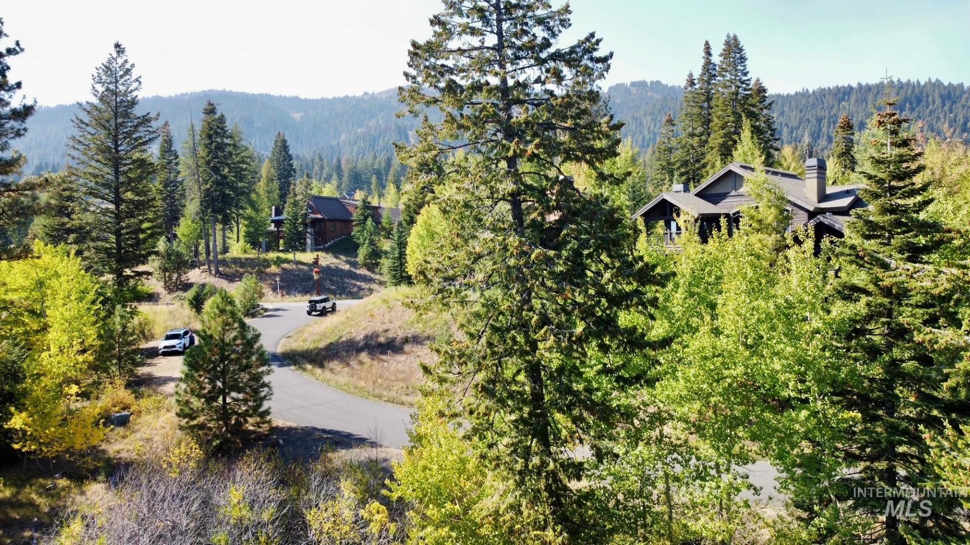 Bird's eye view of a forest