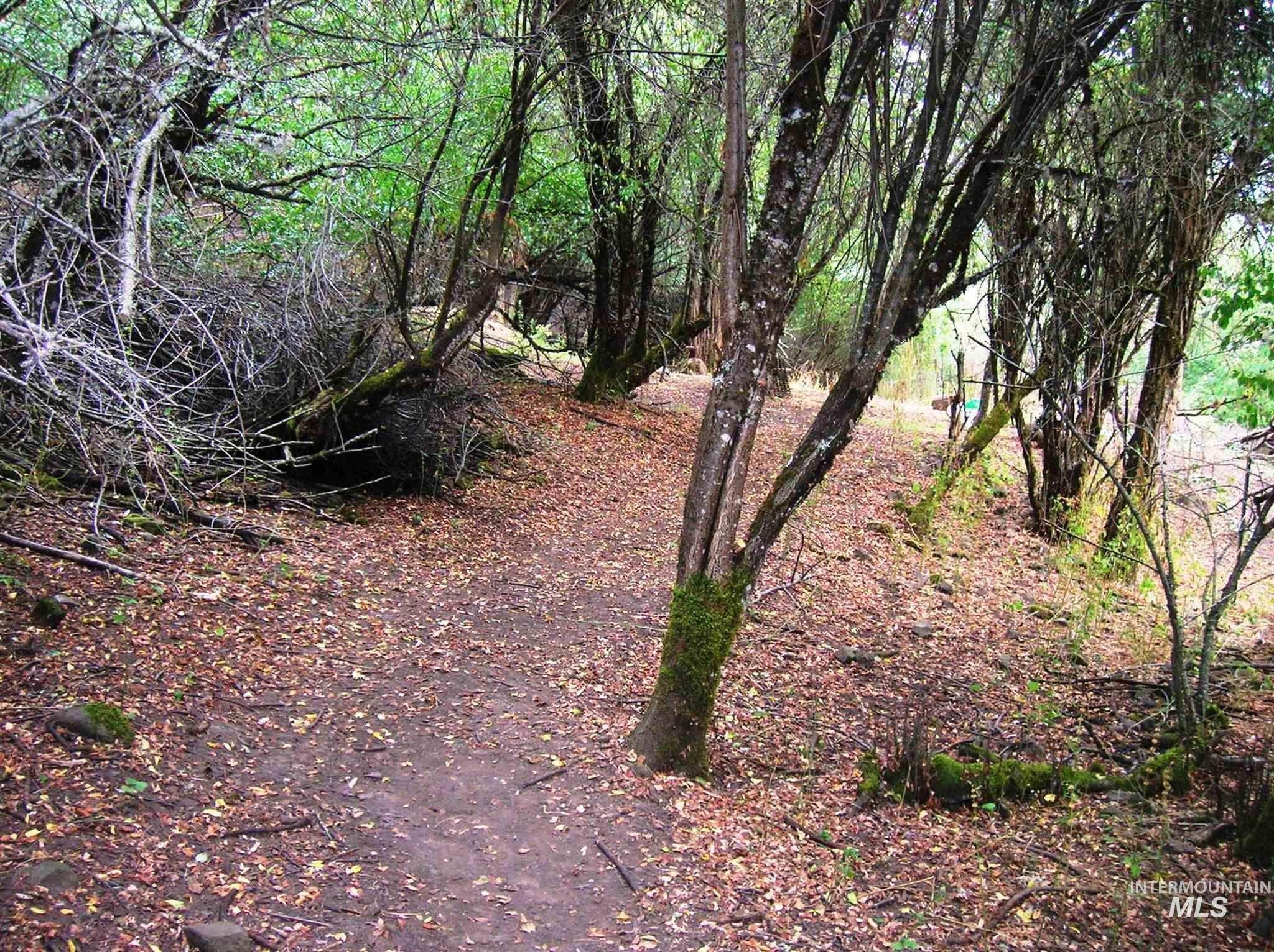 View of local wilderness