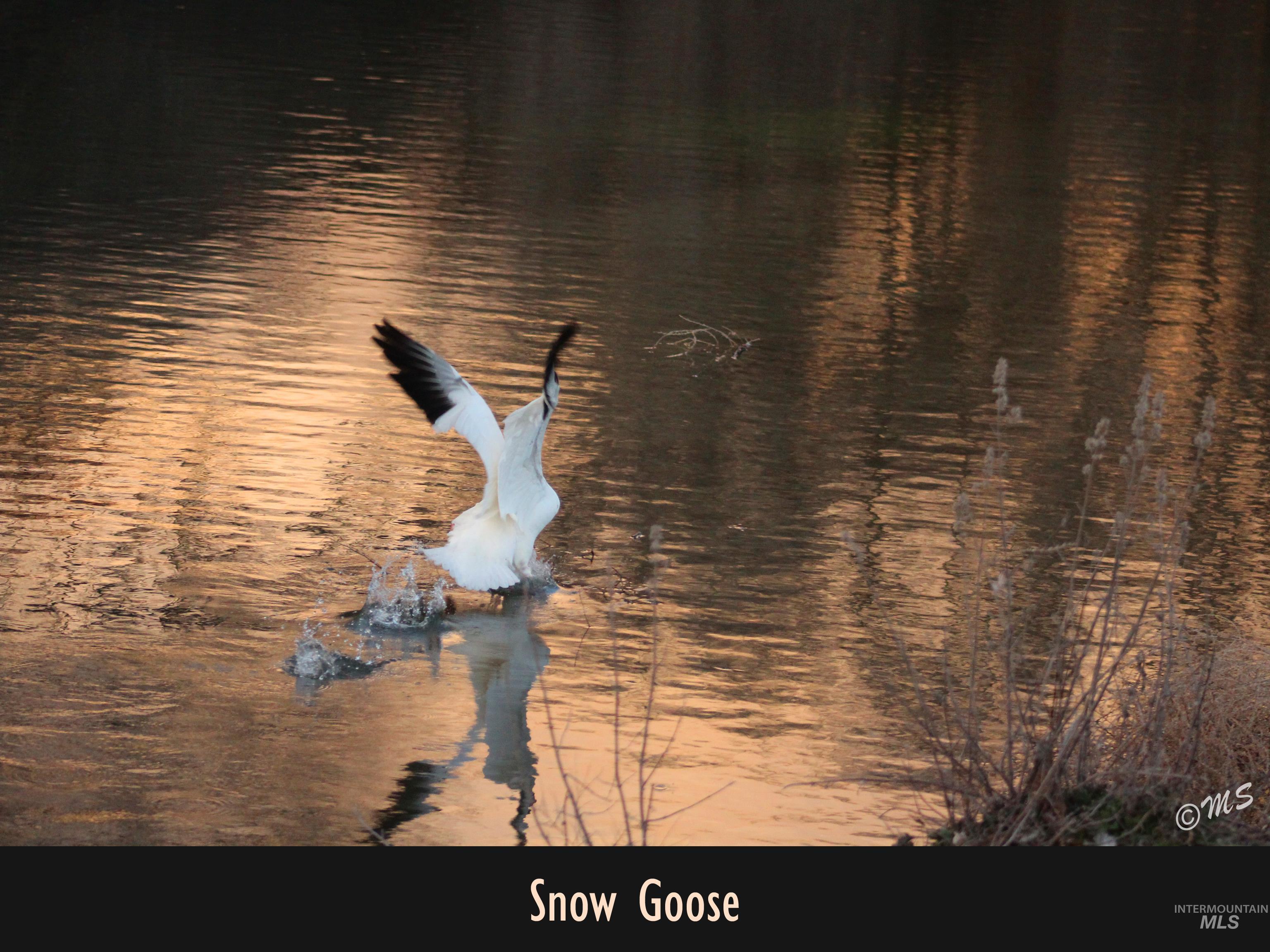 Snow Goose on Private Pond at Sunset