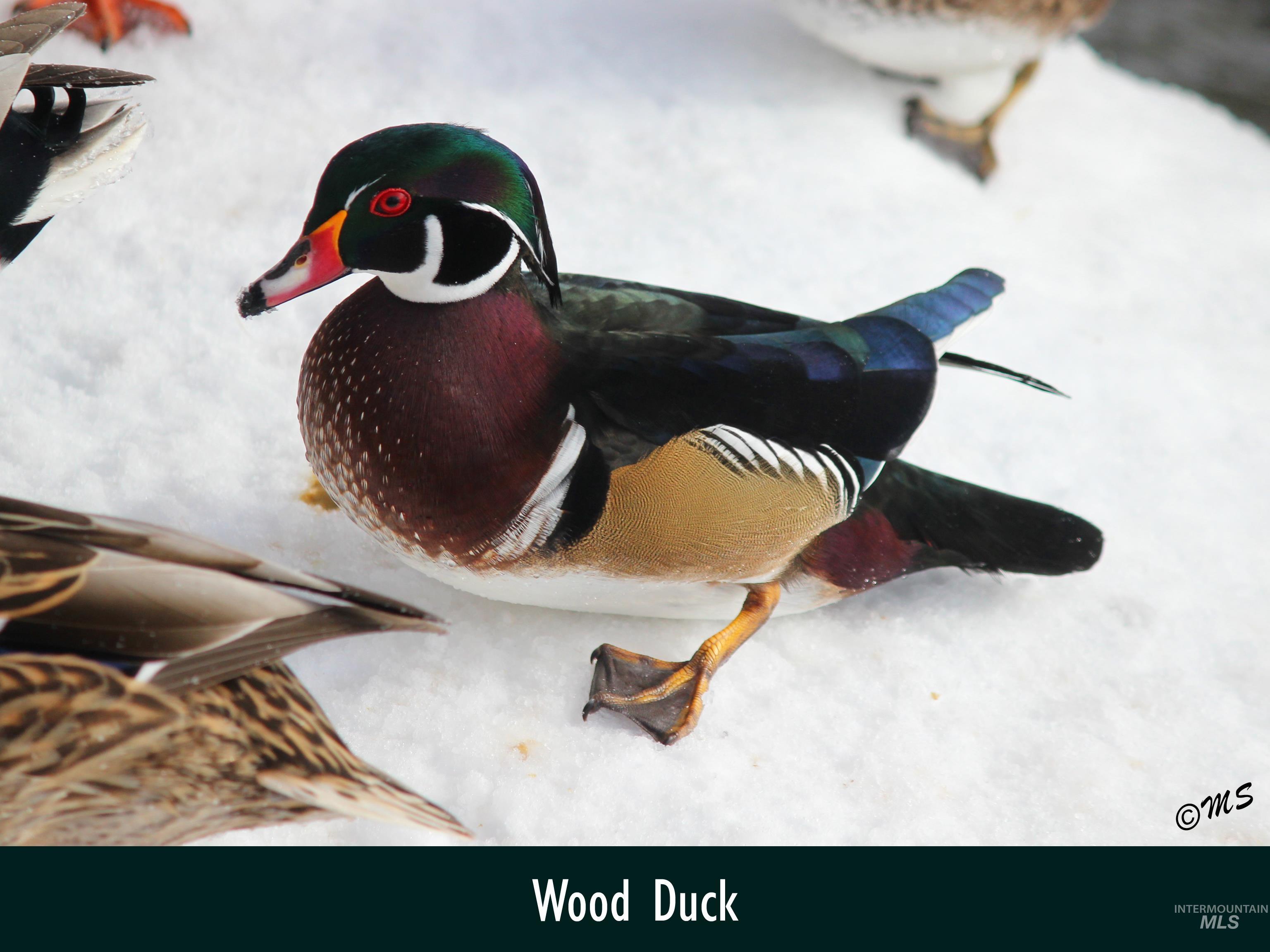 Wood Duck