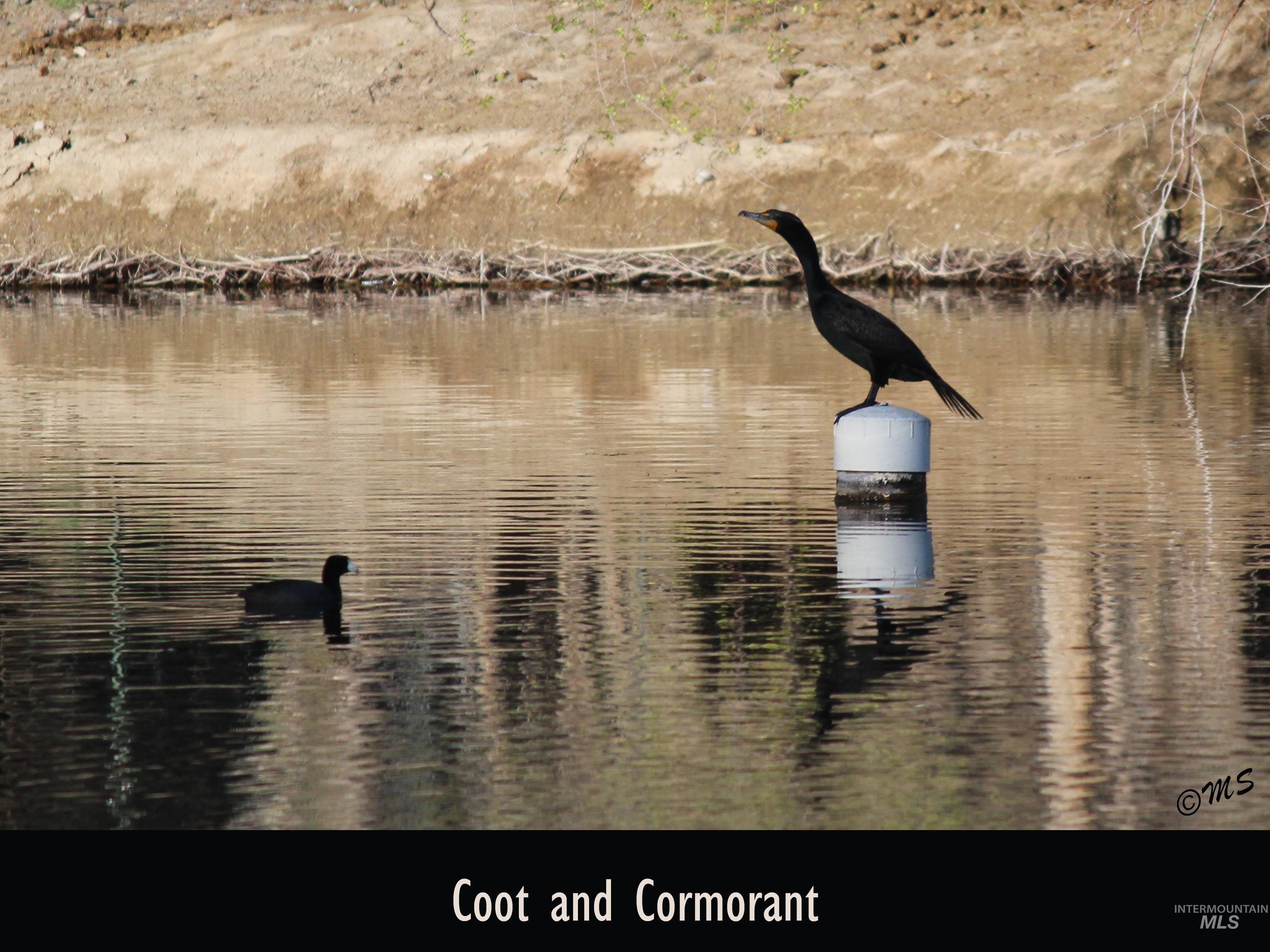 Wildlife that can be seen in the Private Pond