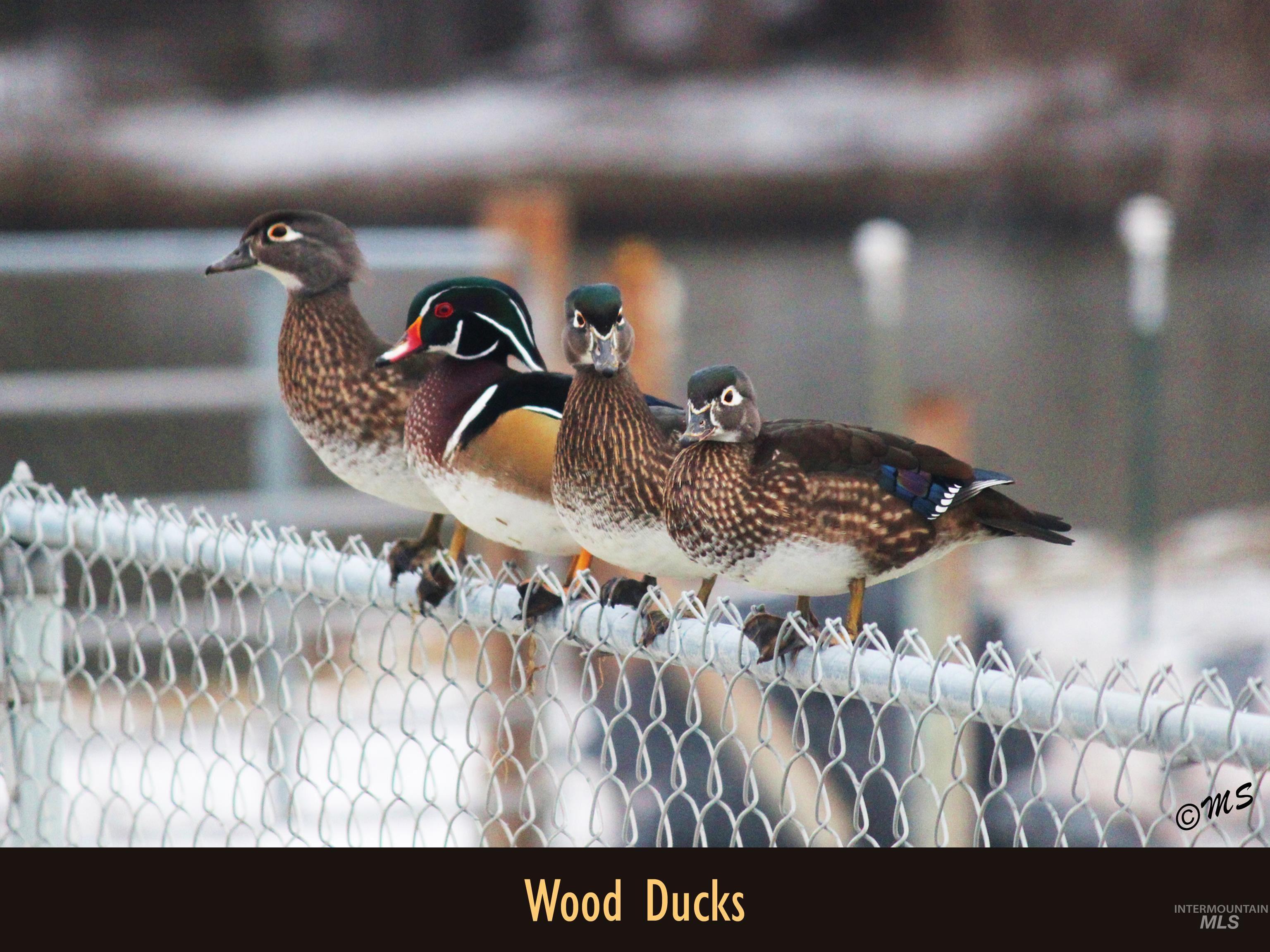 Family of Wood Ducks can be seen in the Private Pond