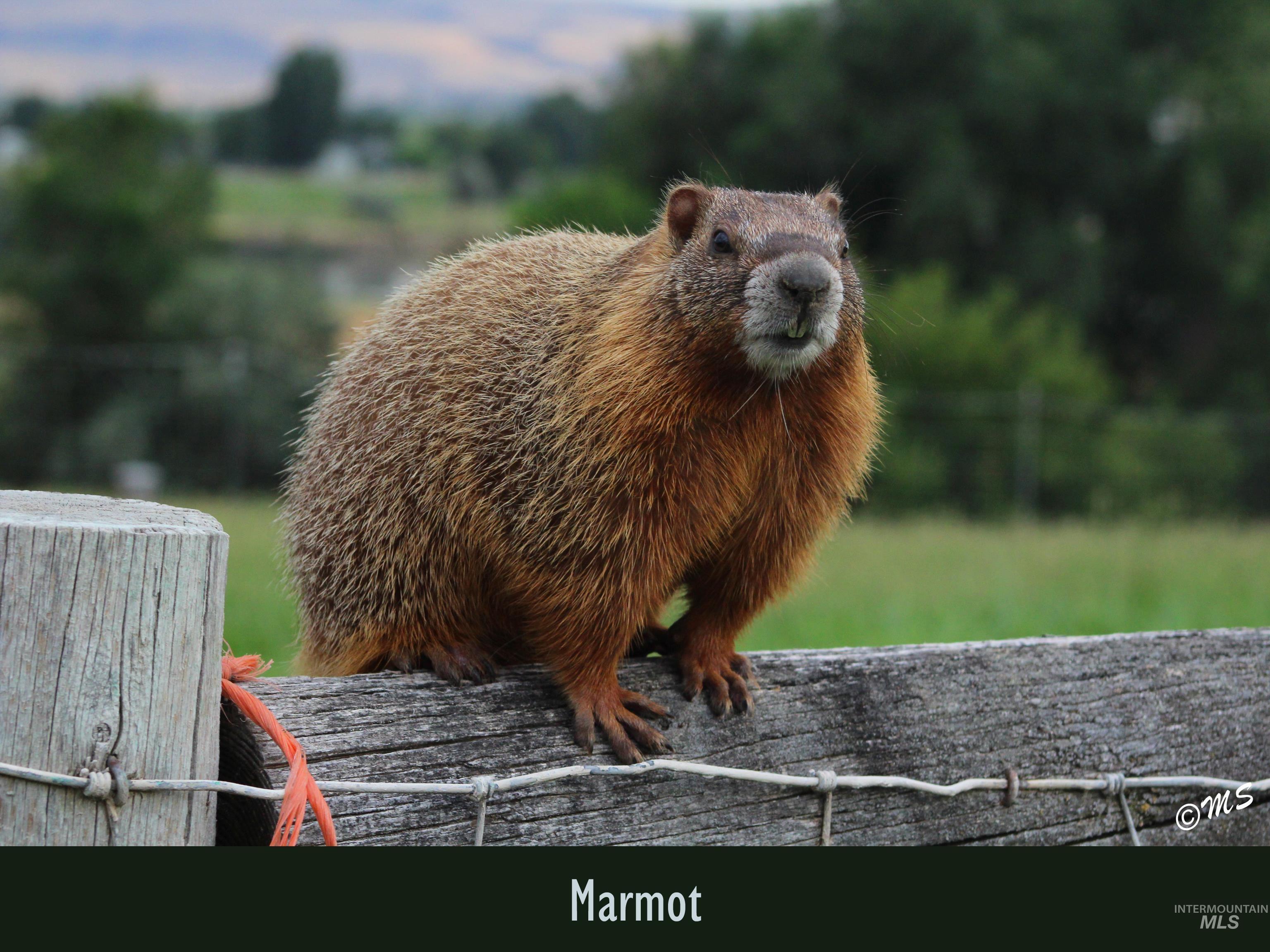 You can frequently see the Marmot on the property