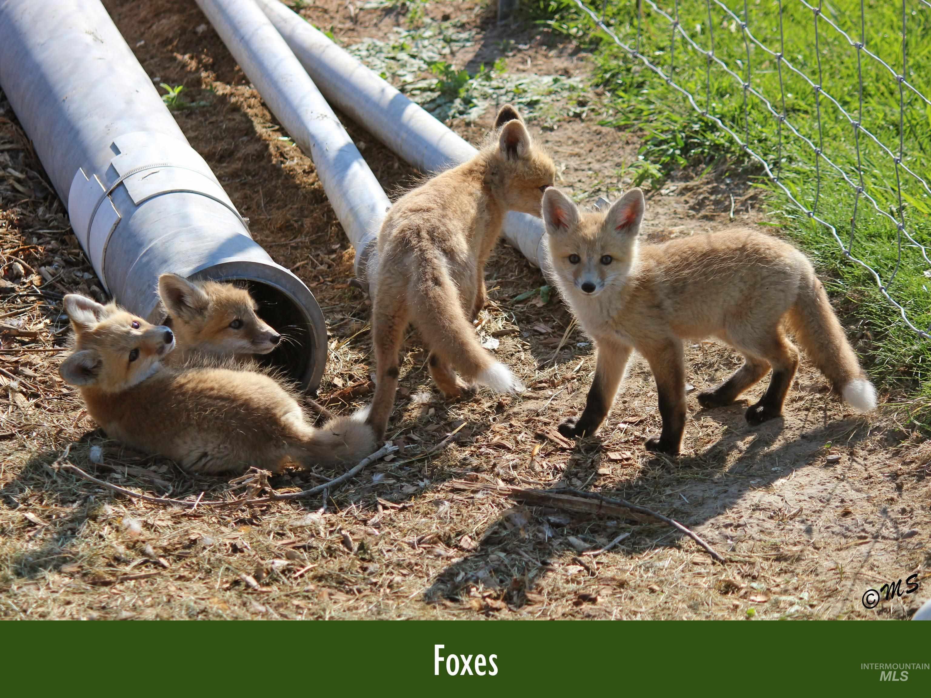 Family of Foxes in the garden area