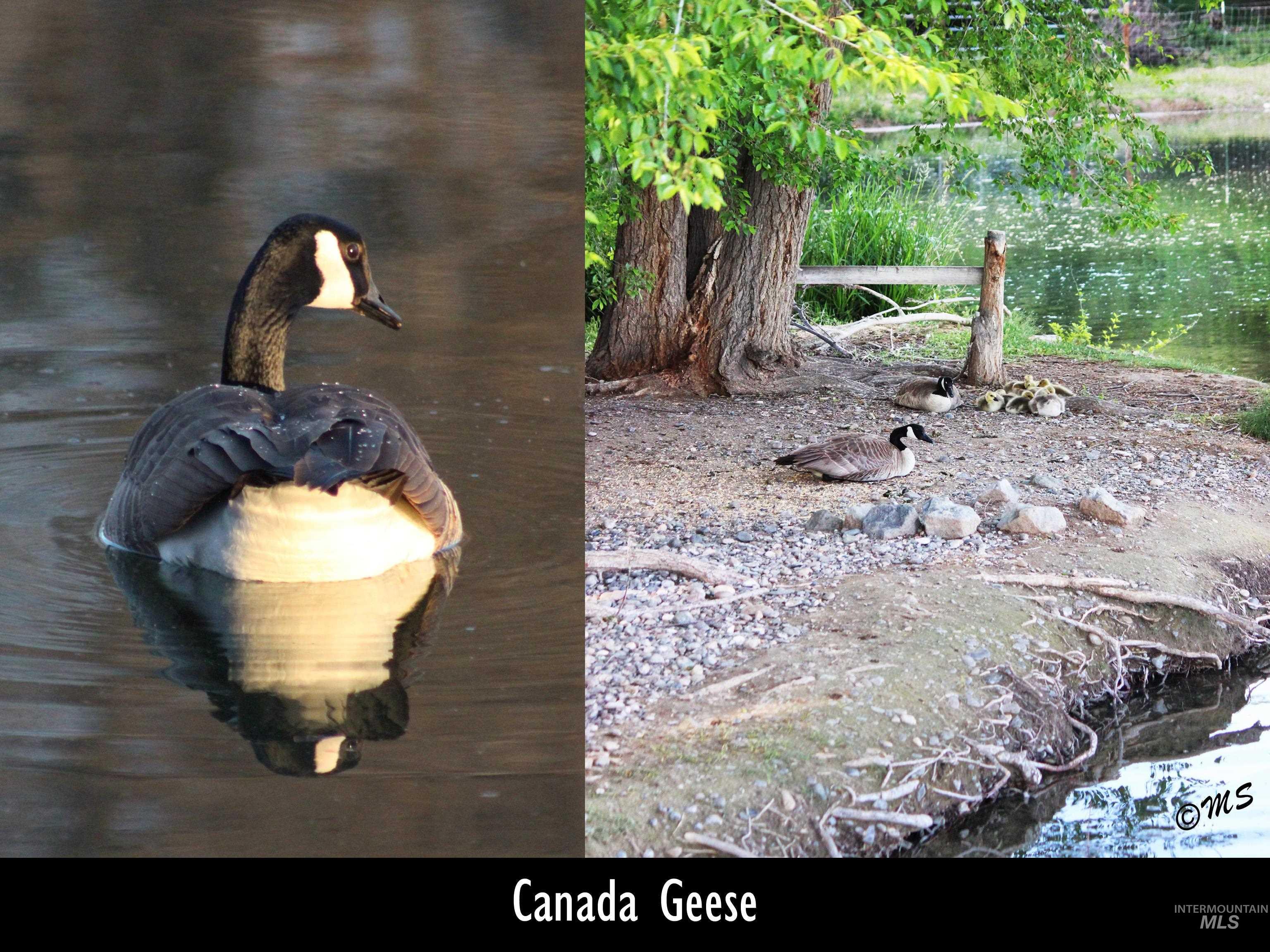 Canadian Geese can be seen in the Private Pond