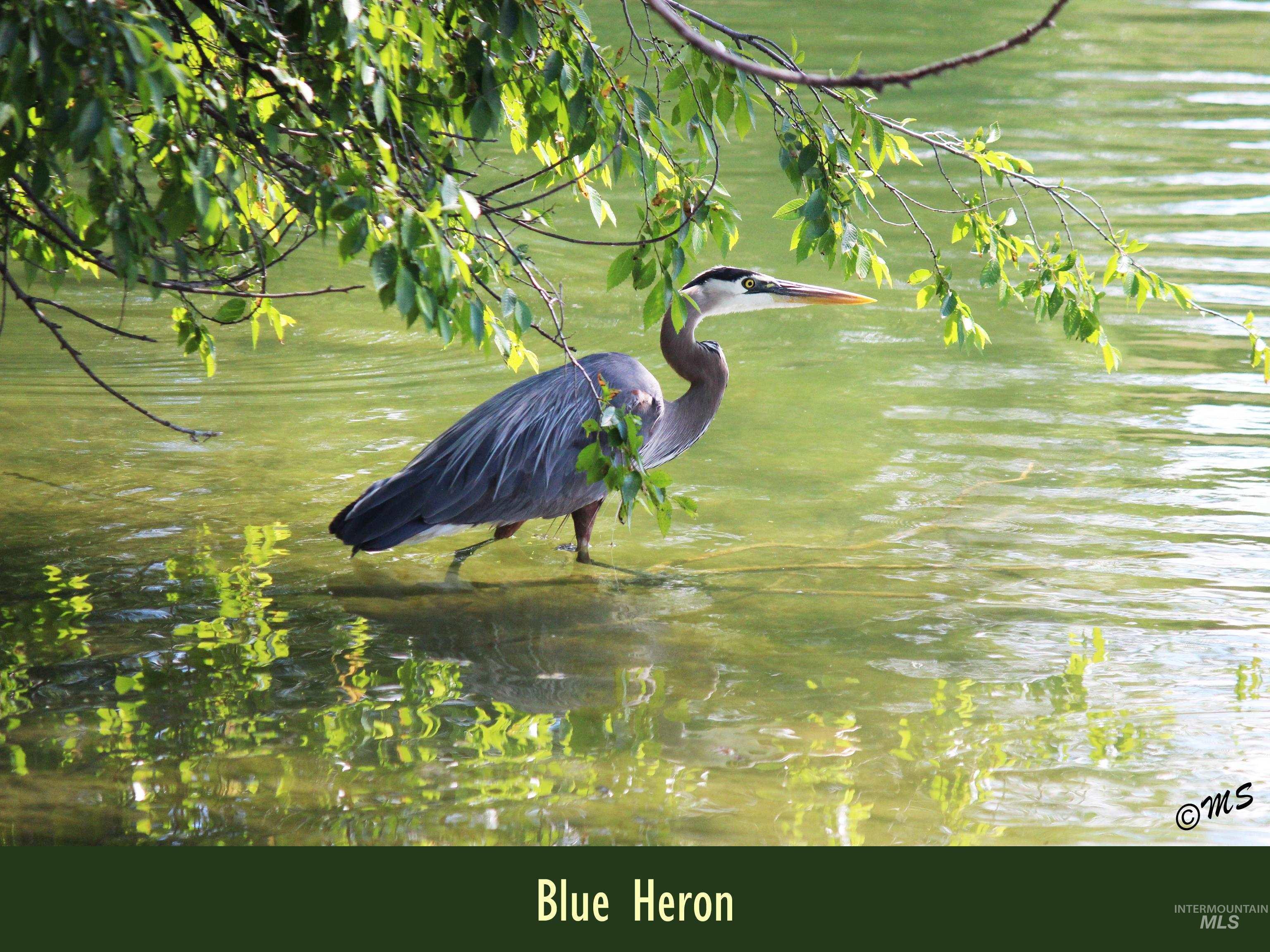 Blue Heron frequent the Private Pond