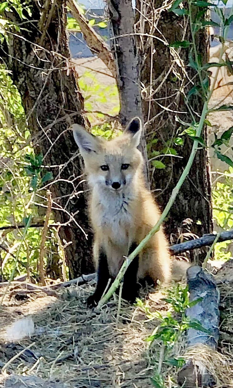 Adrian, Oregon 97901, United States, ,Land,Active,184749