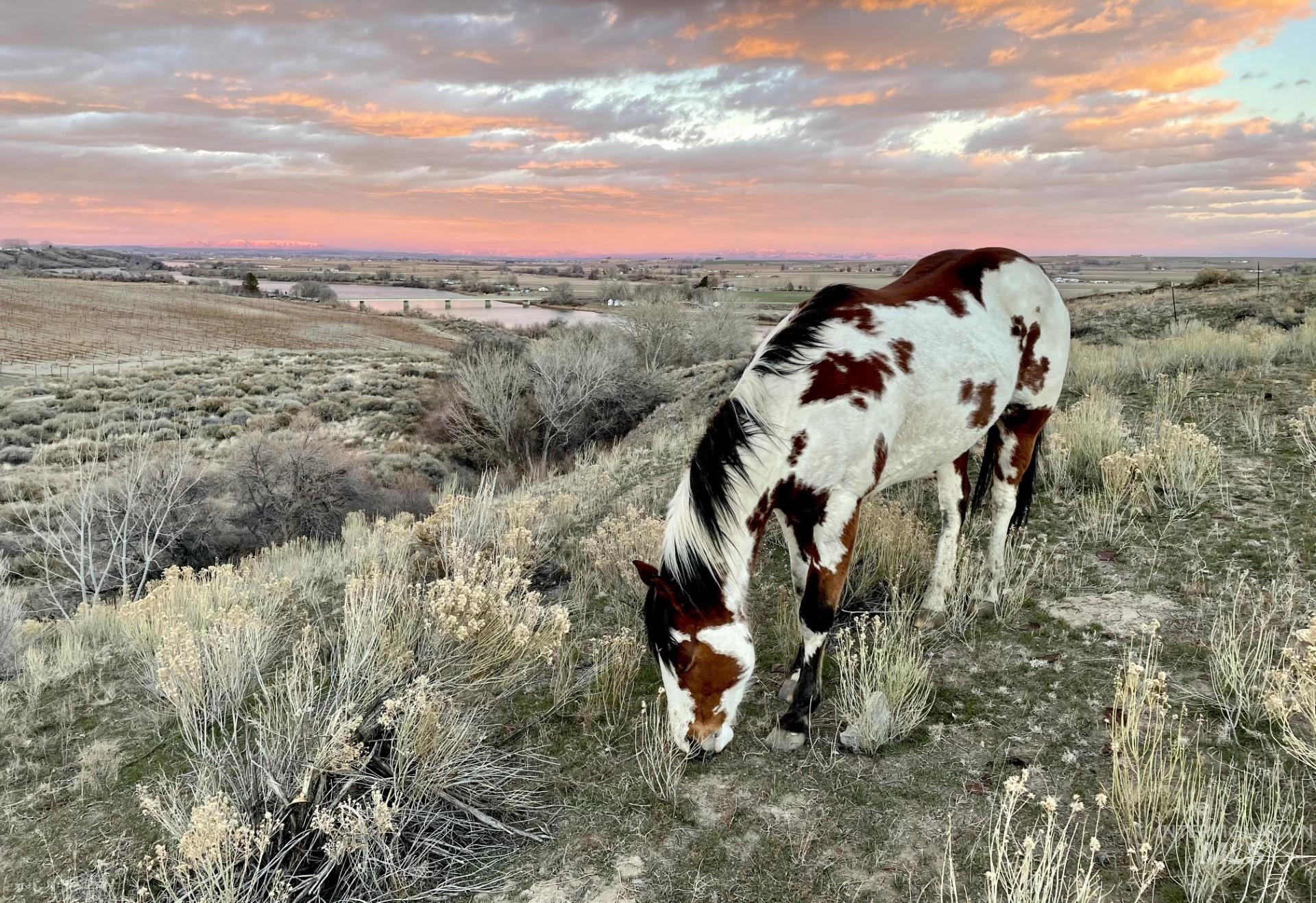 Adrian, Oregon 97901, United States, ,Land,Active,184749
